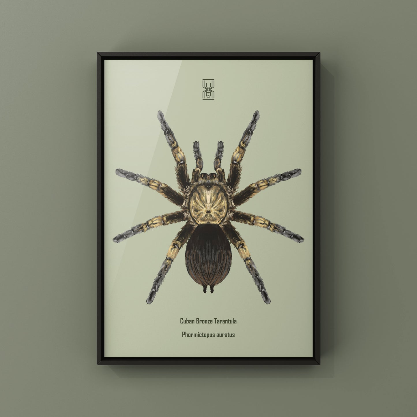 Cuban Bronze Tarantula, Phormictopus Auratus, Photographic Art Print from The Silk Ranch