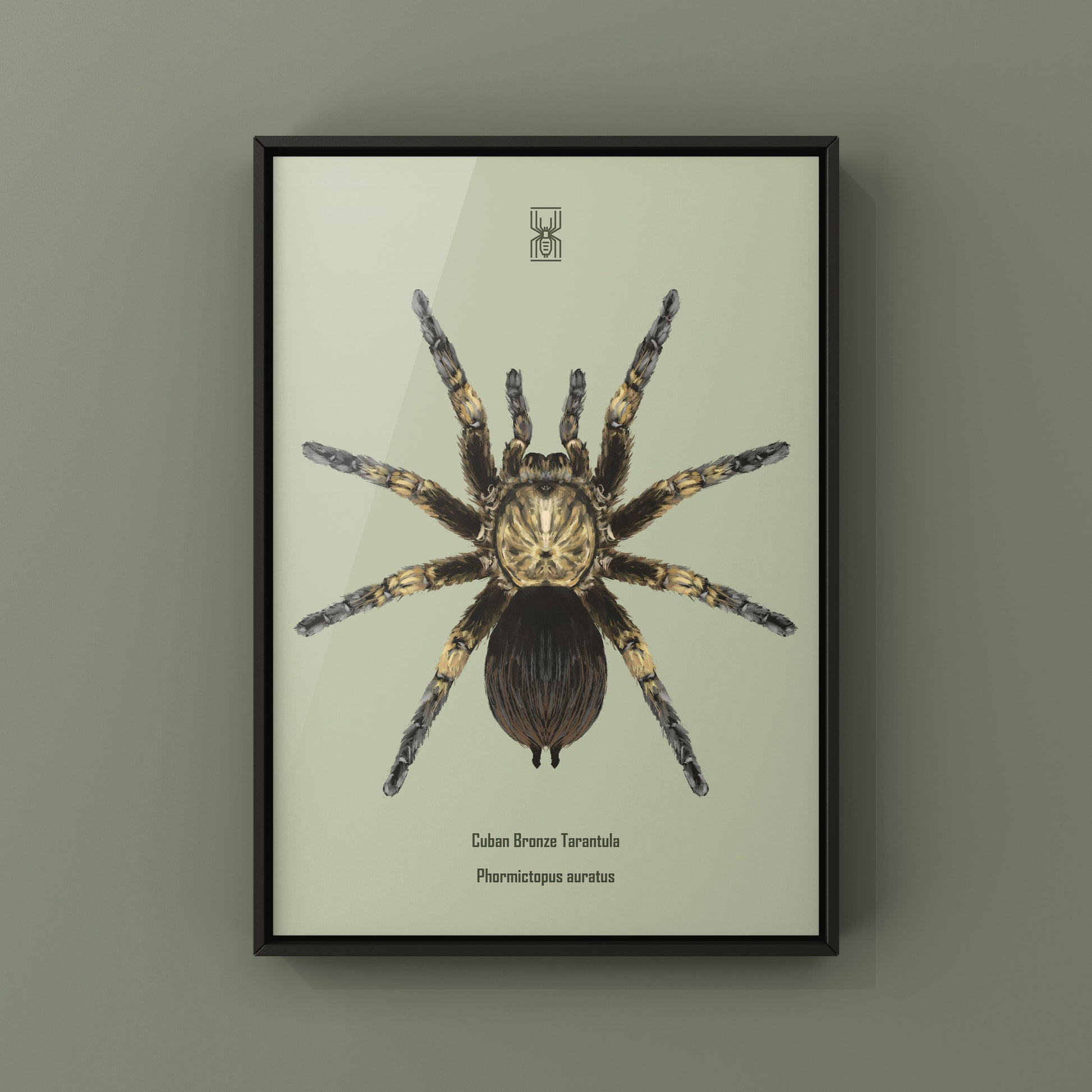 Cuban Bronze Tarantula, Phormictopus Auratus, Photographic Art Print from The Silk Ranch