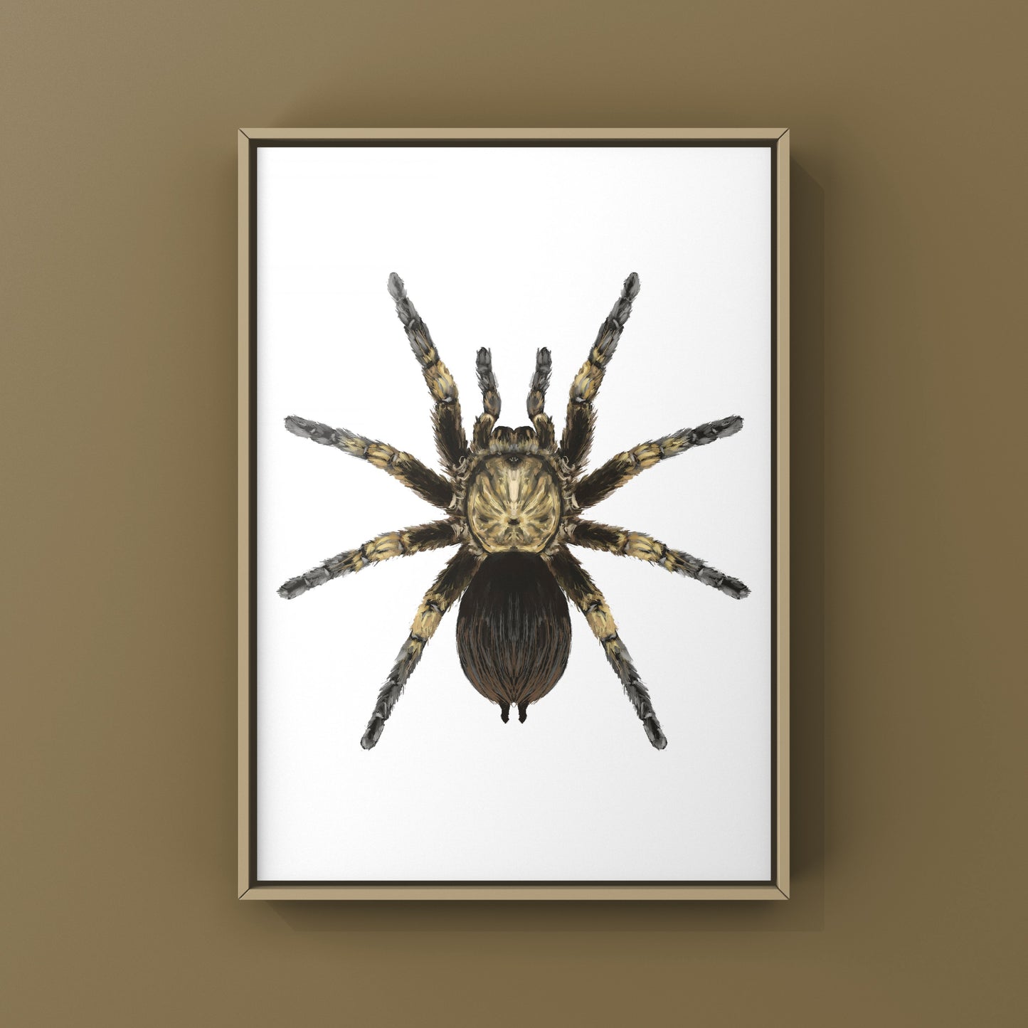 Cuban Bronze Tarantula, Phormictopus Auratus, Photographic Art Print from The Silk Ranch