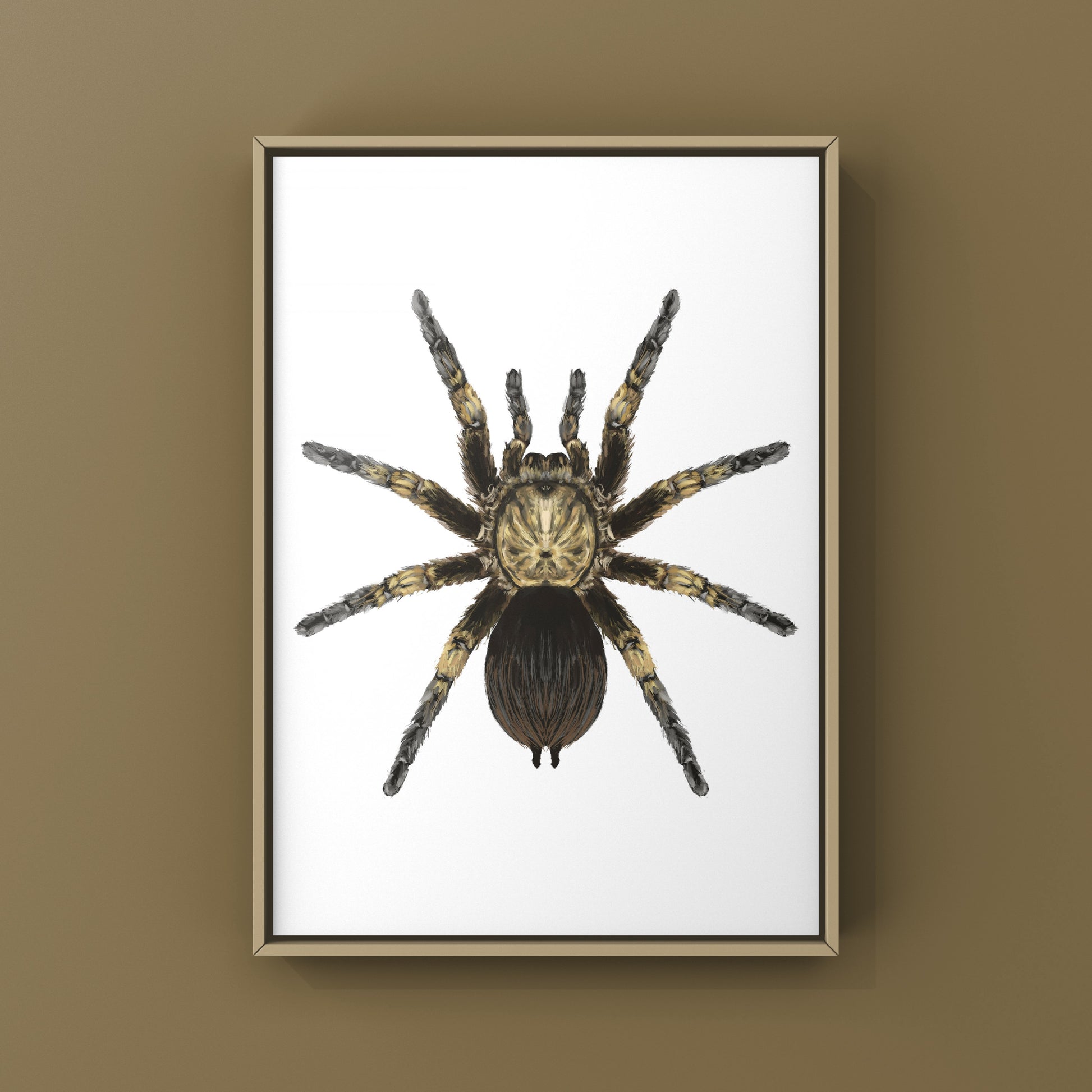 Cuban Bronze Tarantula, Phormictopus Auratus, Photographic Art Print from The Silk Ranch