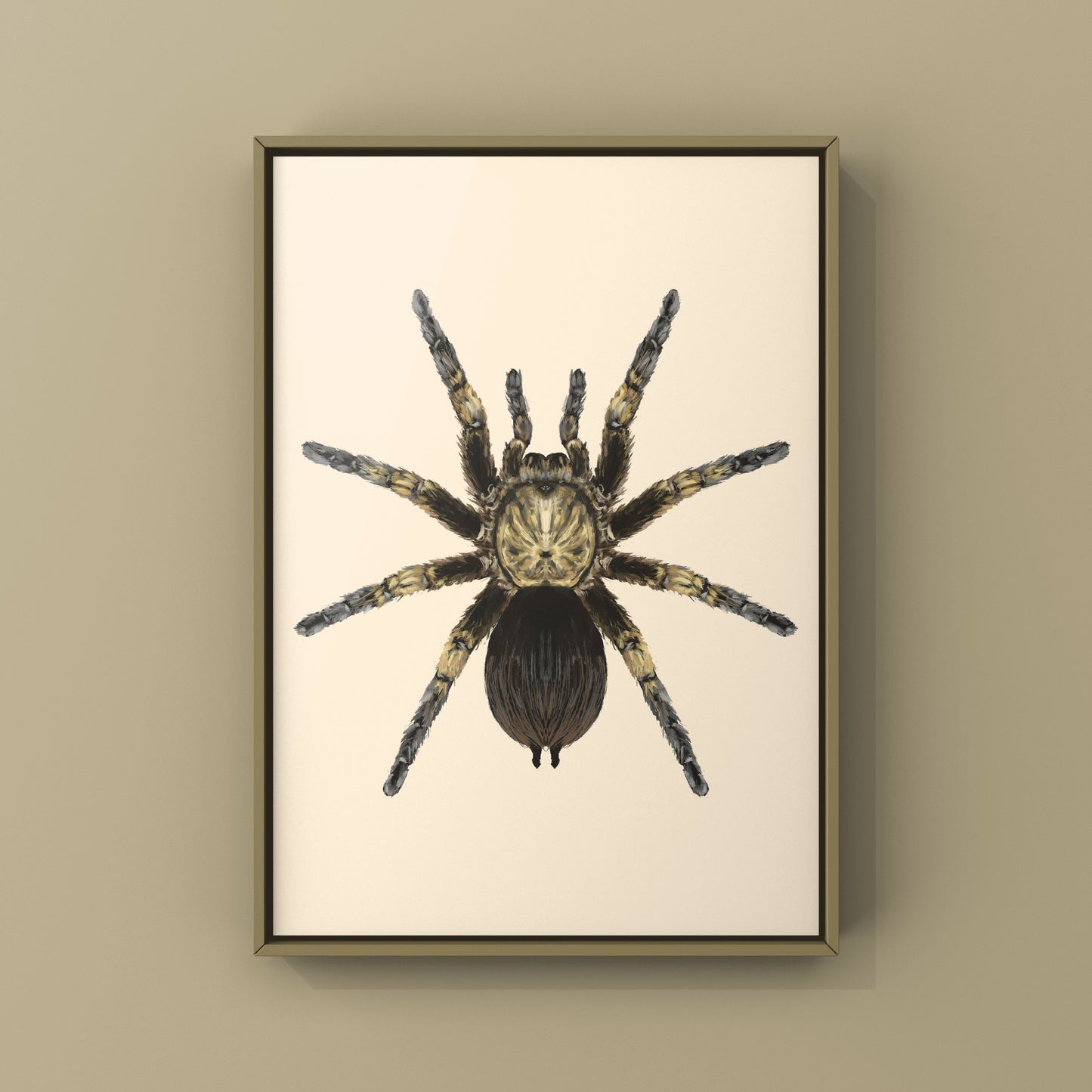 Cuban Bronze Tarantula, Phormictopus Auratus, Photographic Art Print from The Silk Ranch