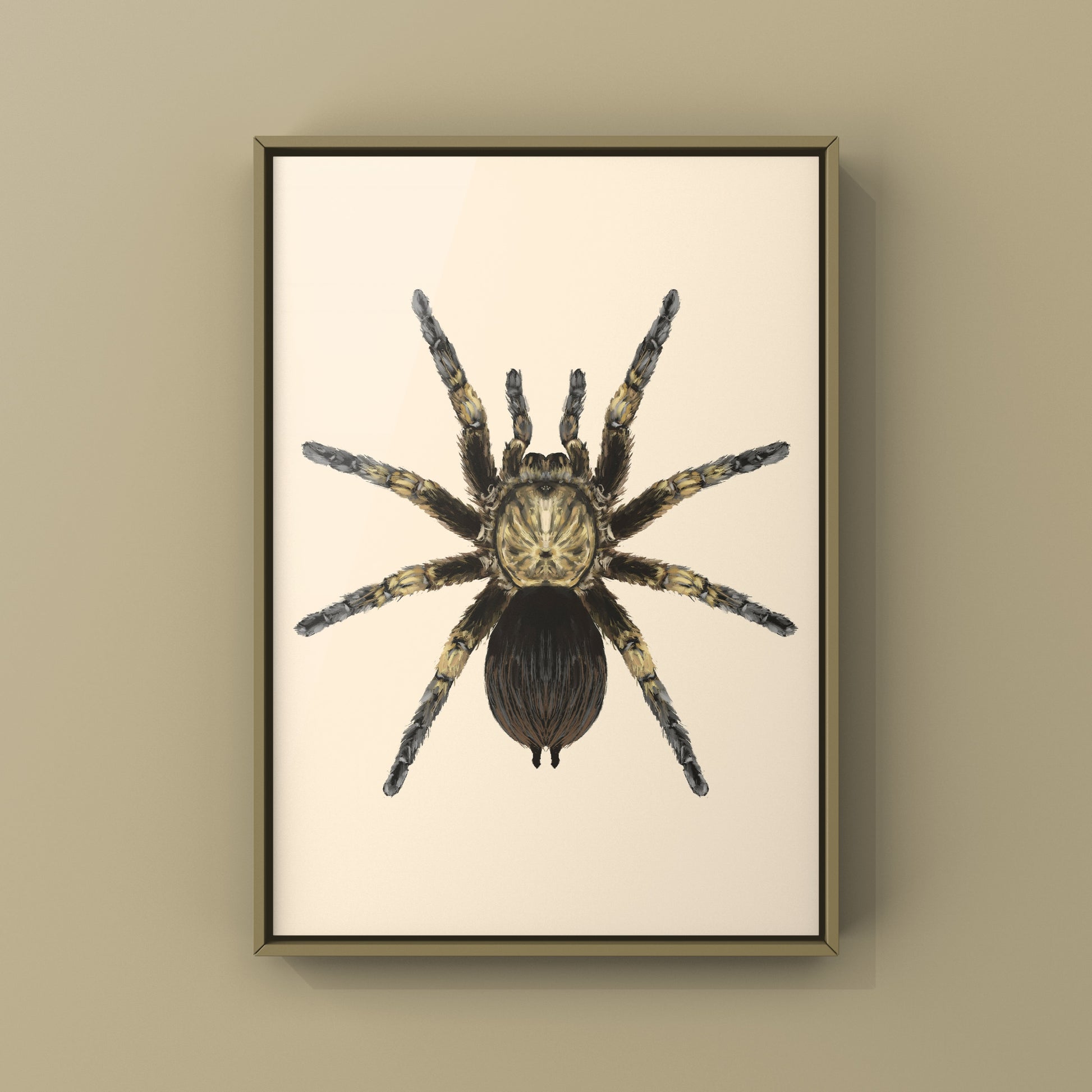 Cuban Bronze Tarantula, Phormictopus Auratus, Photographic Art Print from The Silk Ranch