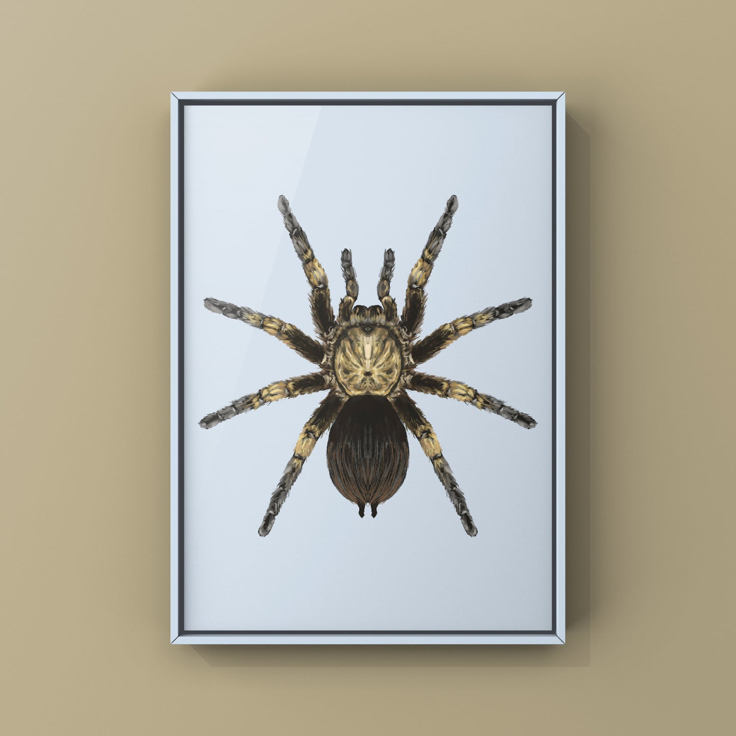 Cuban Bronze Tarantula, Phormictopus Auratus, Photographic Art Print from The Silk Ranch