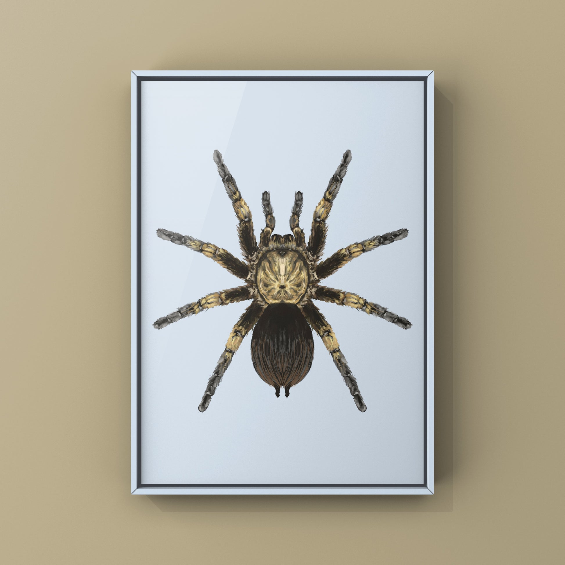 Cuban Bronze Tarantula, Phormictopus Auratus, Photographic Art Print from The Silk Ranch