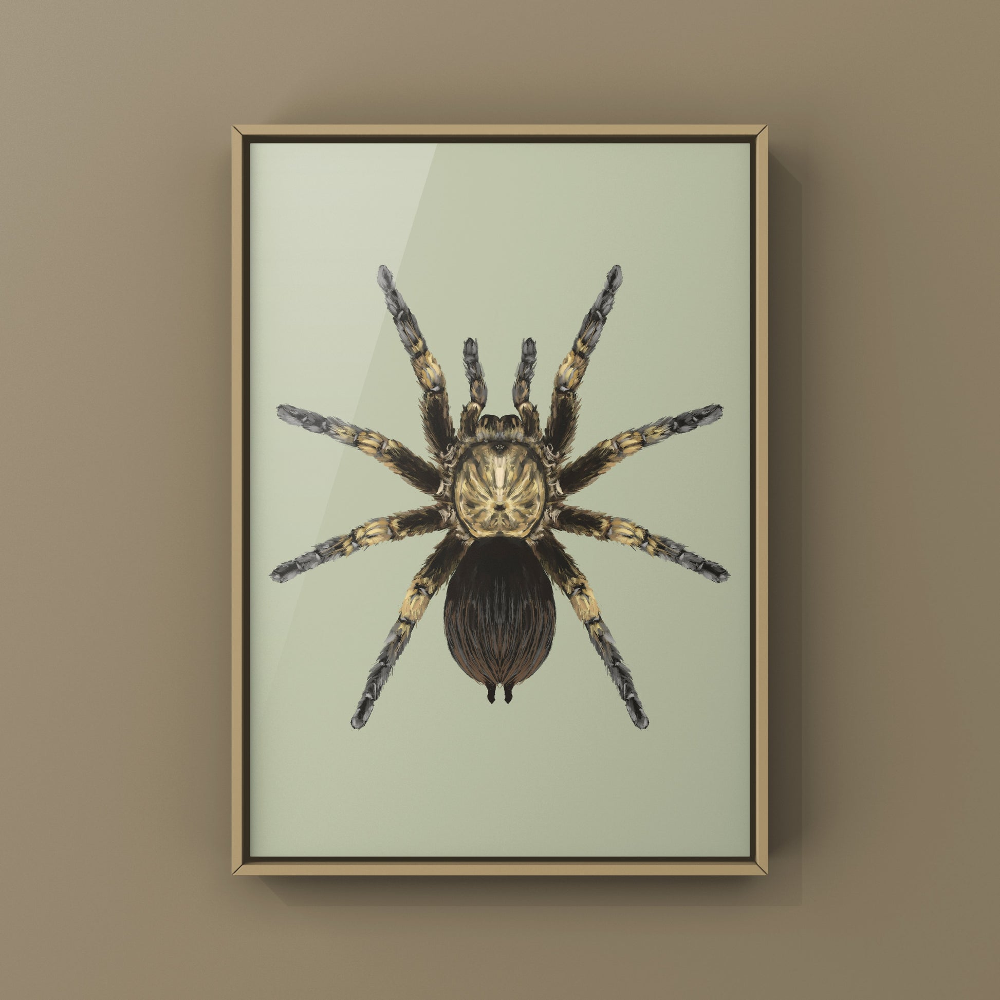 Cuban Bronze Tarantula, Phormictopus Auratus, Photographic Art Print from The Silk Ranch