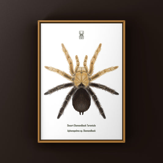 Desert Diamondback Tarantula, Aphonopelma sp. Diamondback, Photographic Art Print from The Silk Ranch