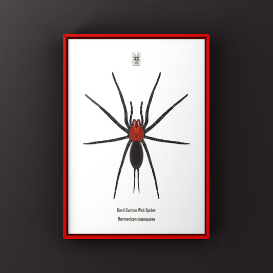 Devil’s Curtain Web Spider, Harmonicon Oiapoqueae, Photographic Art Print from The Silk Ranch