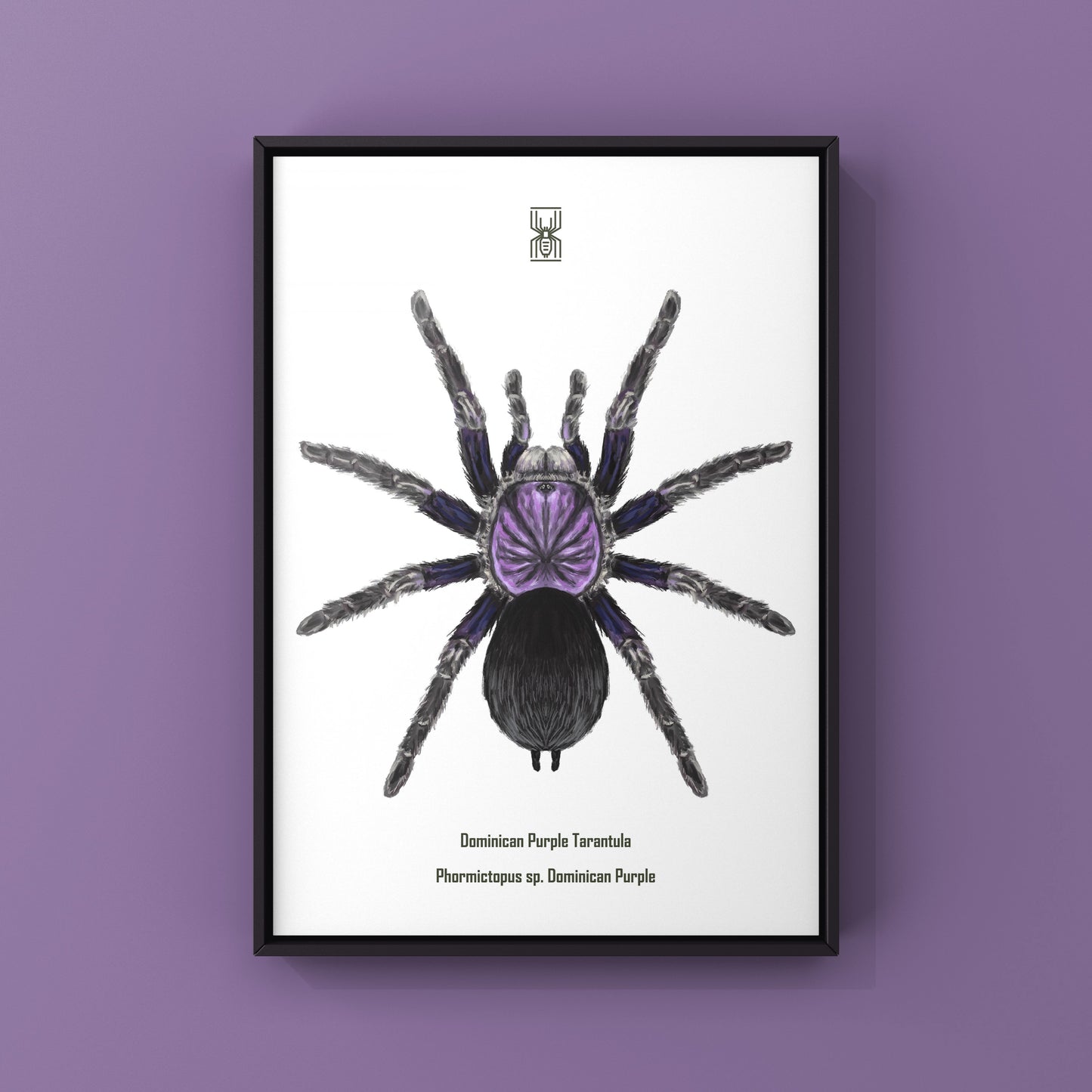 Dominican Purple Tarantula, Phormictopus Sp Dominican Purple, Photographic Art Print from The Silk Ranch
