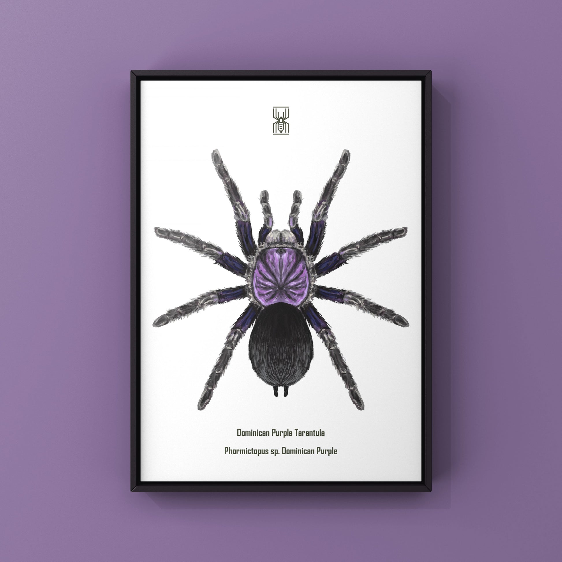 Dominican Purple Tarantula, Phormictopus Sp Dominican Purple, Photographic Art Print from The Silk Ranch