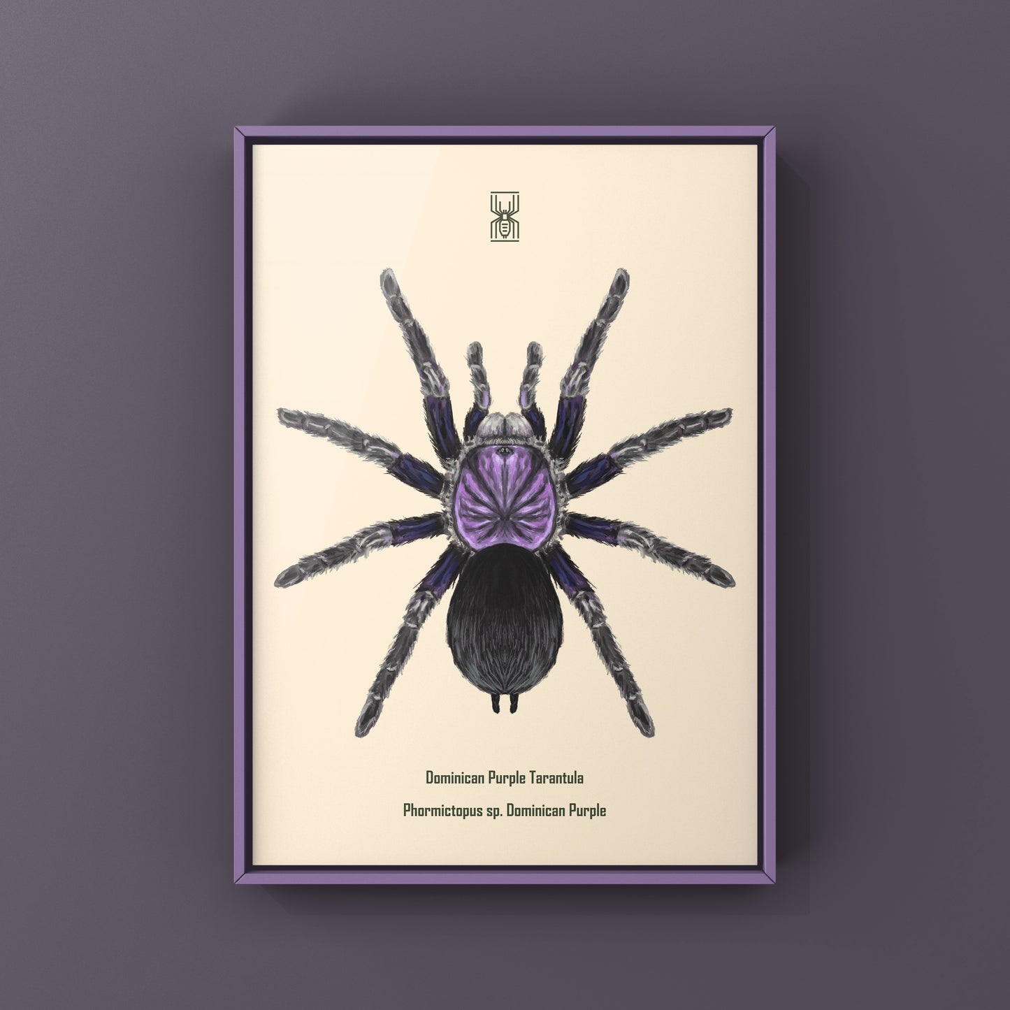 Dominican Purple Tarantula, Phormictopus Sp Dominican Purple, Photographic Art Print from The Silk Ranch