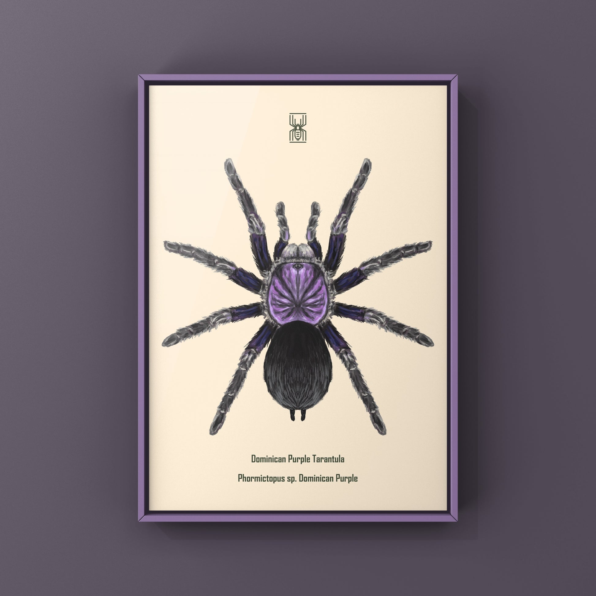Dominican Purple Tarantula, Phormictopus Sp Dominican Purple, Photographic Art Print from The Silk Ranch