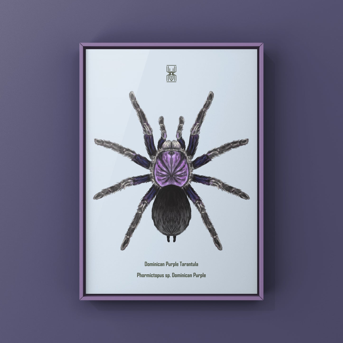 Dominican Purple Tarantula, Phormictopus Sp Dominican Purple, Photographic Art Print from The Silk Ranch