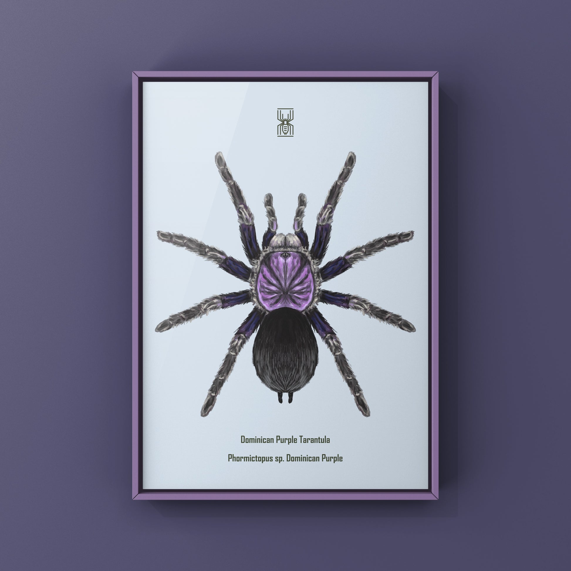 Dominican Purple Tarantula, Phormictopus Sp Dominican Purple, Photographic Art Print from The Silk Ranch