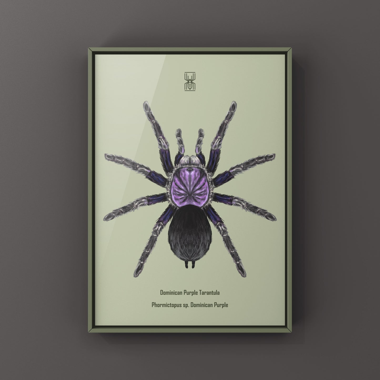 Dominican Purple Tarantula, Phormictopus Sp Dominican Purple, Photographic Art Print from The Silk Ranch