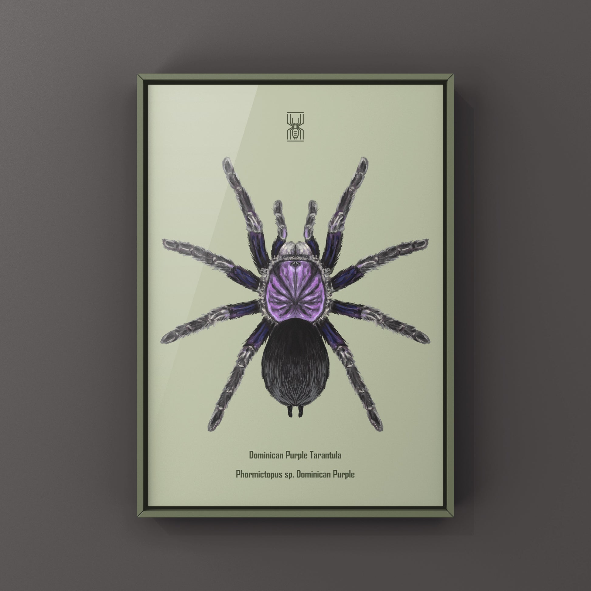 Dominican Purple Tarantula, Phormictopus Sp Dominican Purple, Photographic Art Print from The Silk Ranch