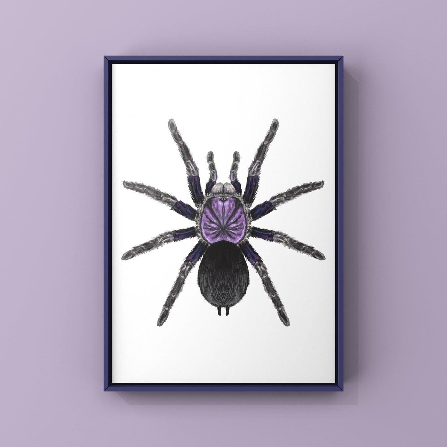 Dominican Purple Tarantula, Phormictopus Sp Dominican Purple, Photographic Art Print from The Silk Ranch