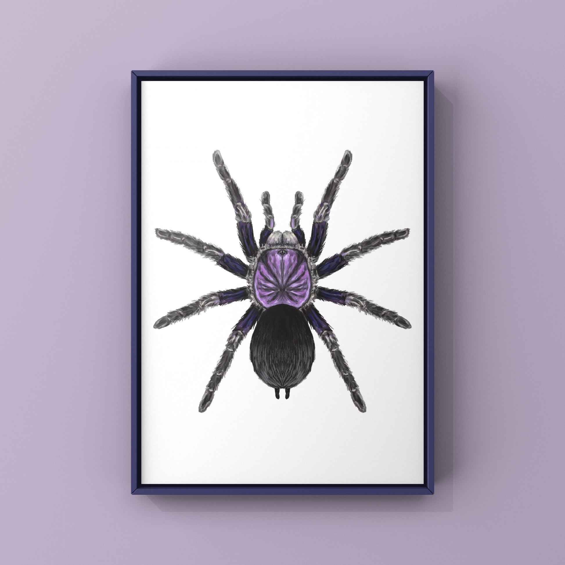 Dominican Purple Tarantula, Phormictopus Sp Dominican Purple, Photographic Art Print from The Silk Ranch