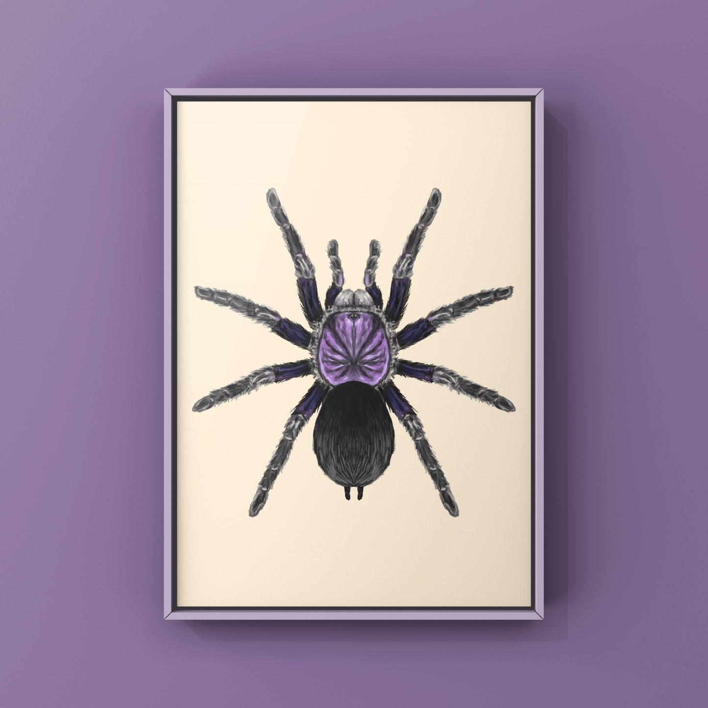 Dominican Purple Tarantula, Phormictopus Sp Dominican Purple, Photographic Art Print from The Silk Ranch