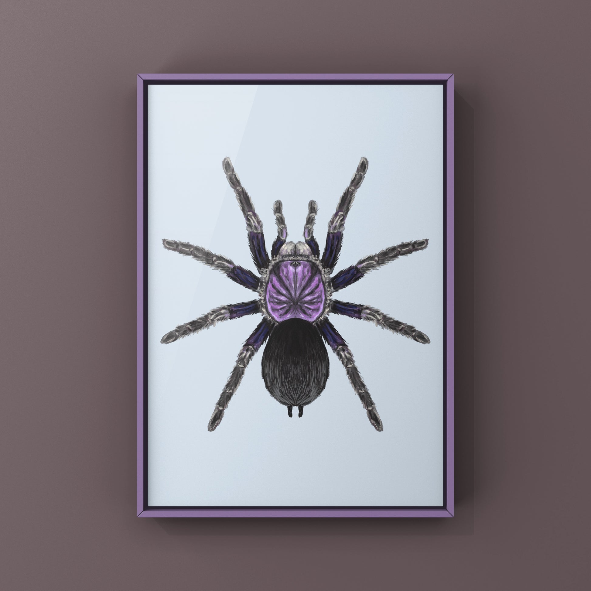 Dominican Purple Tarantula, Phormictopus Sp Dominican Purple, Photographic Art Print from The Silk Ranch