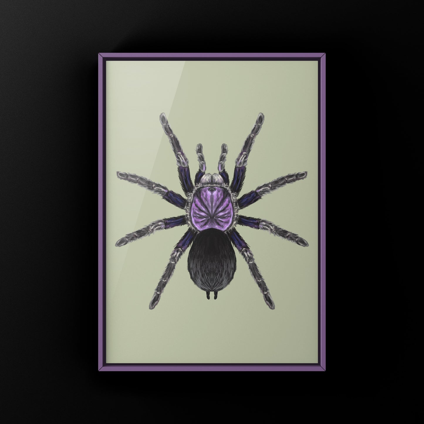 Dominican Purple Tarantula, Phormictopus Sp Dominican Purple, Photographic Art Print from The Silk Ranch