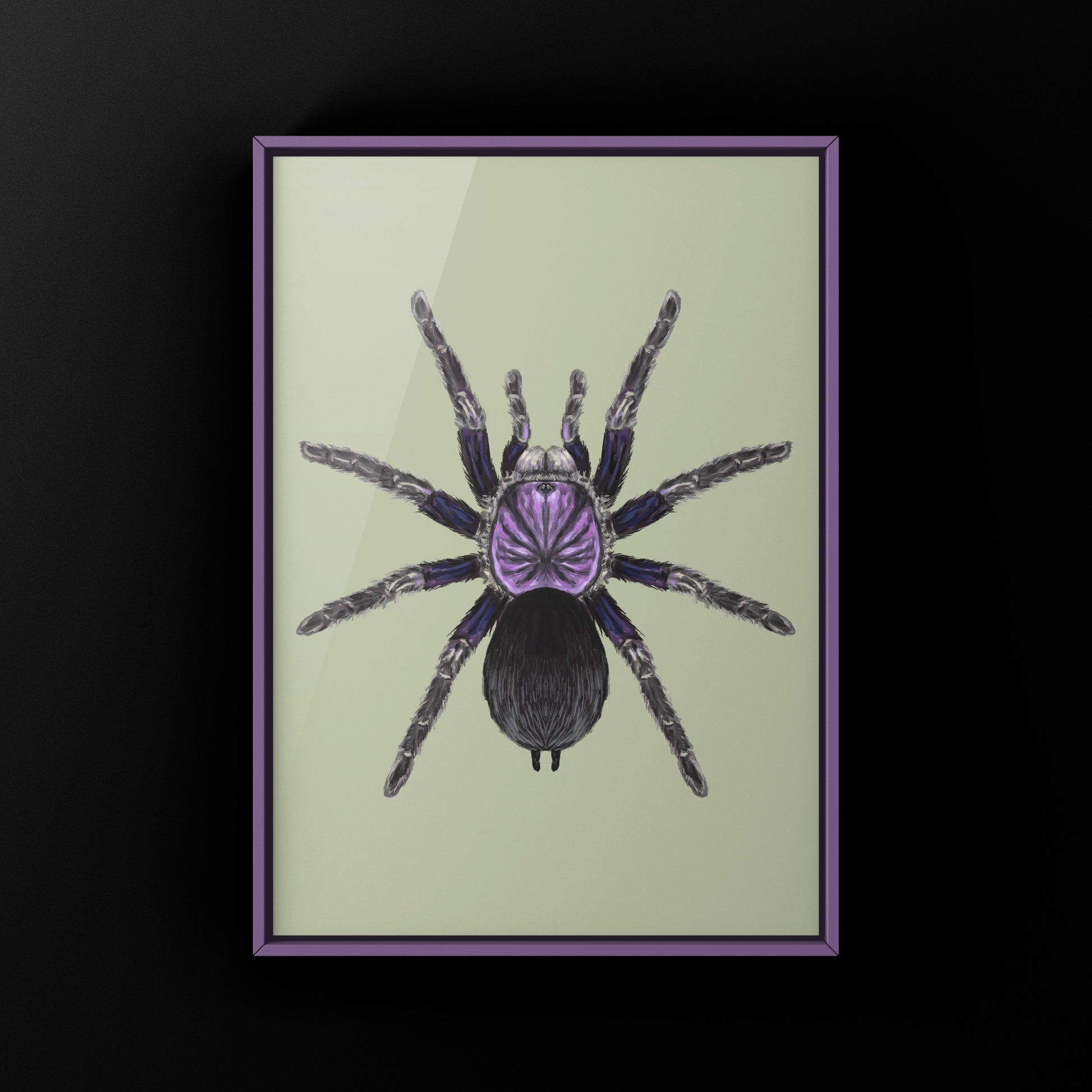 Dominican Purple Tarantula, Phormictopus Sp Dominican Purple, Photographic Art Print from The Silk Ranch