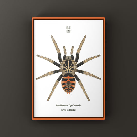 Dwarf Crowned Tiger Tarantula, Davus sp. Chiapas, Photographic Art Print from The Silk Ranch