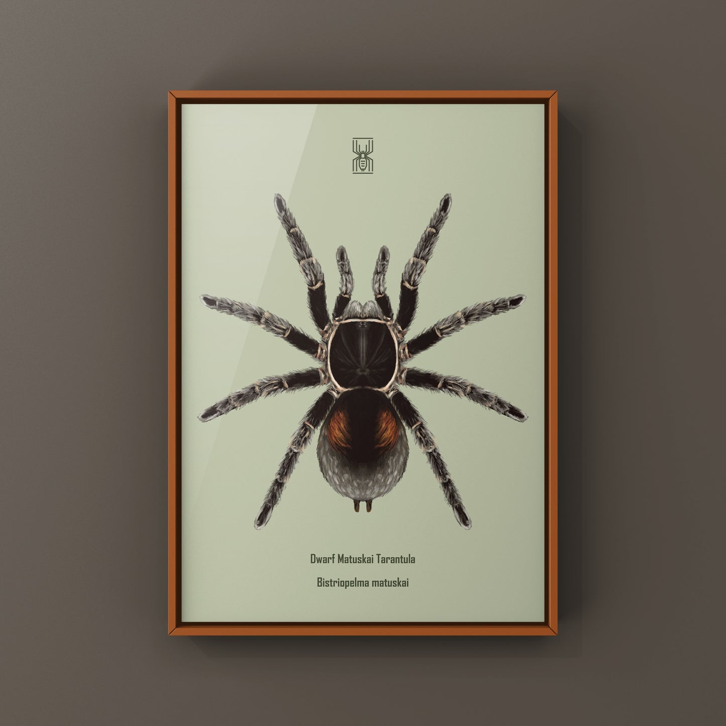 Dwarf Matuskai Tarantula, Bistriopelma Matuskai, Photographic Art Print from The Silk Ranch