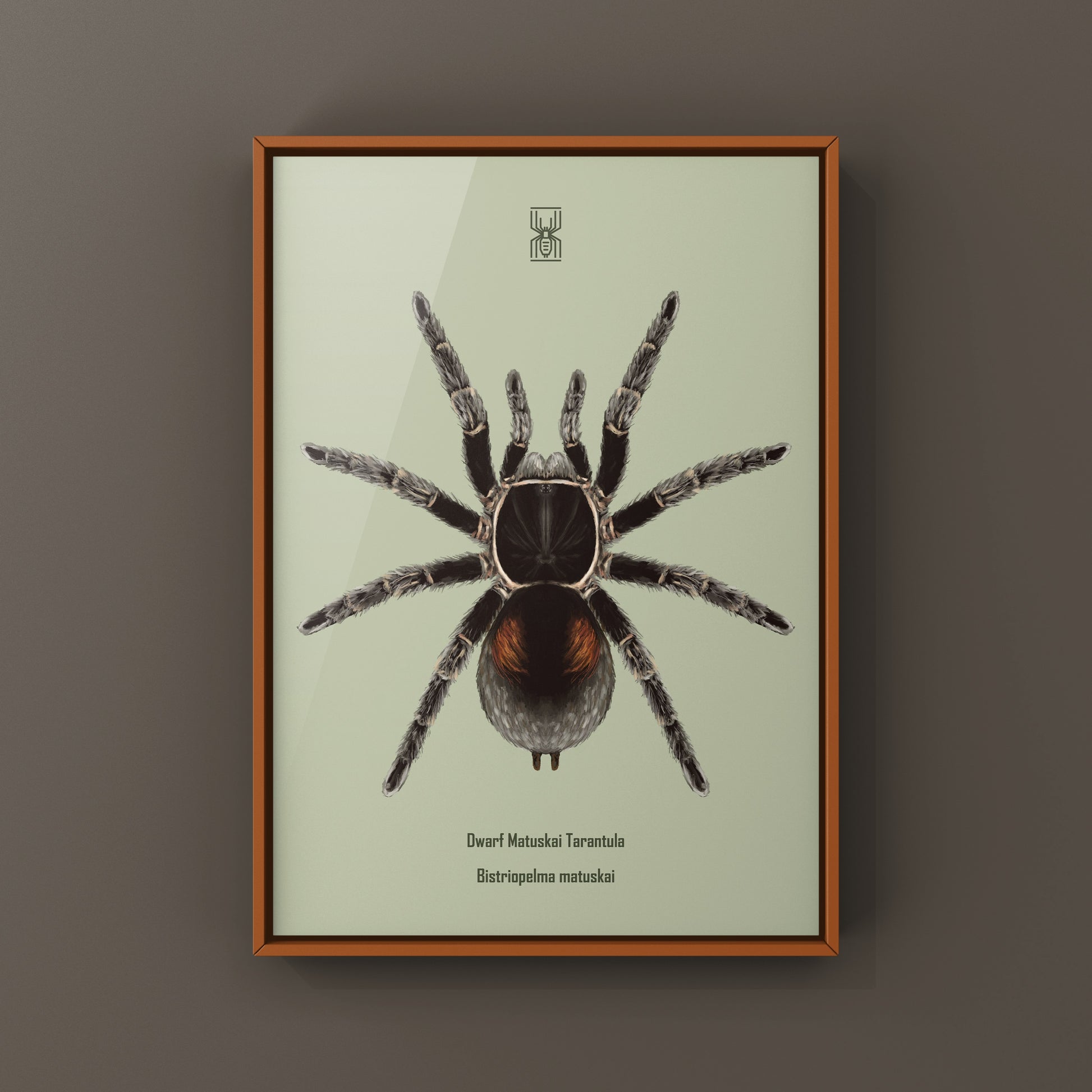 Dwarf Matuskai Tarantula, Bistriopelma Matuskai, Photographic Art Print from The Silk Ranch