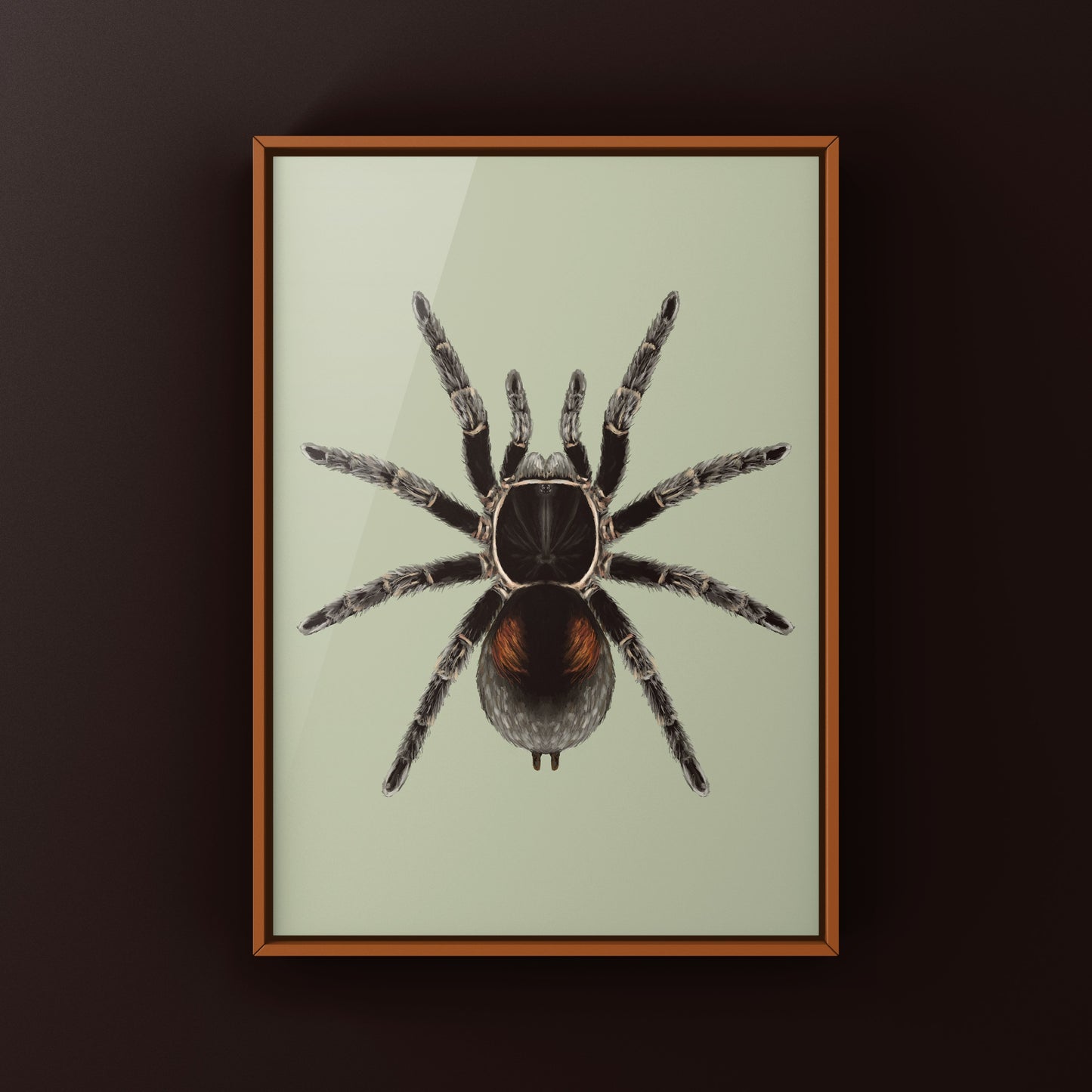 Dwarf Matuskai Tarantula, Bistriopelma Matuskai, Photographic Art Print from The Silk Ranch