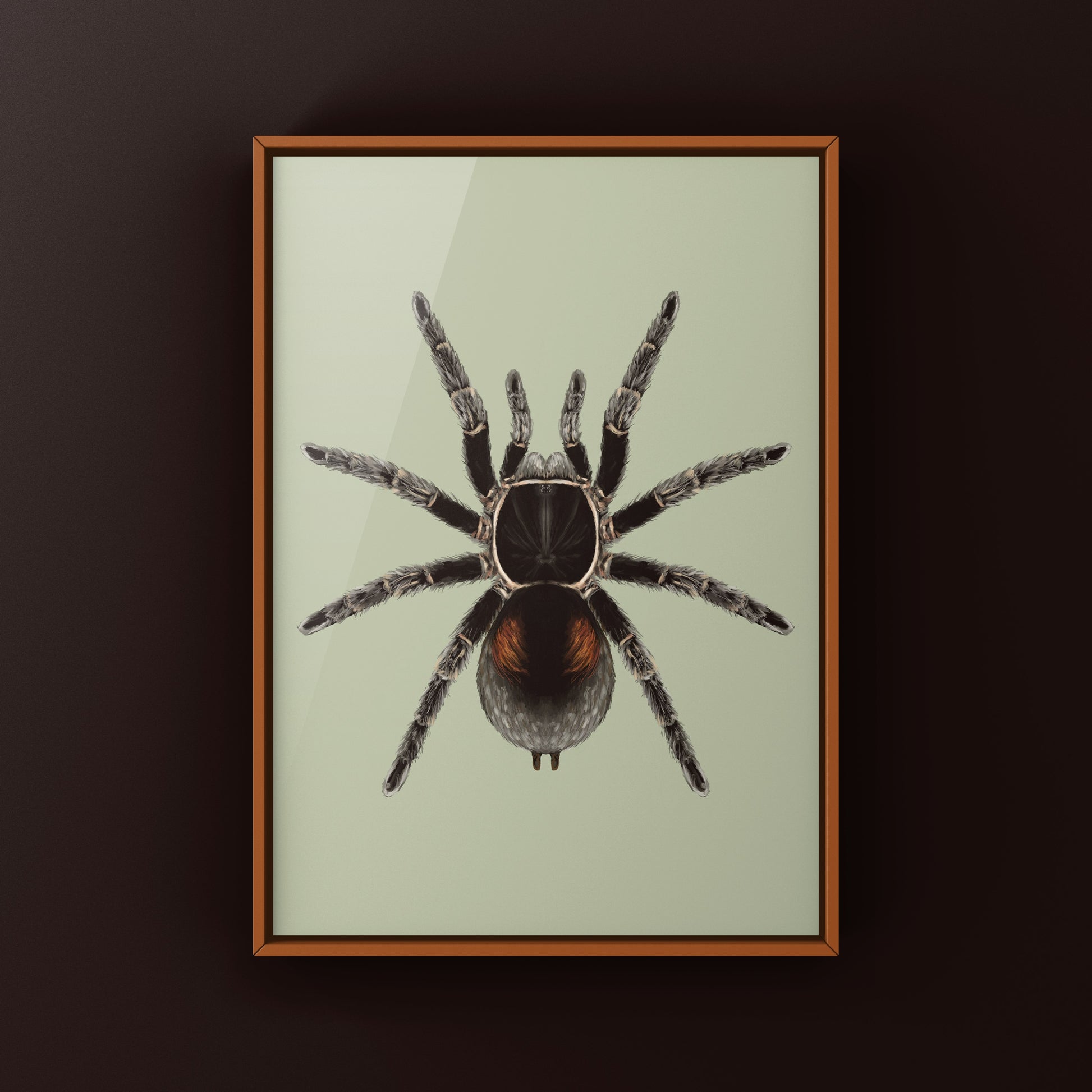 Dwarf Matuskai Tarantula, Bistriopelma Matuskai, Photographic Art Print from The Silk Ranch
