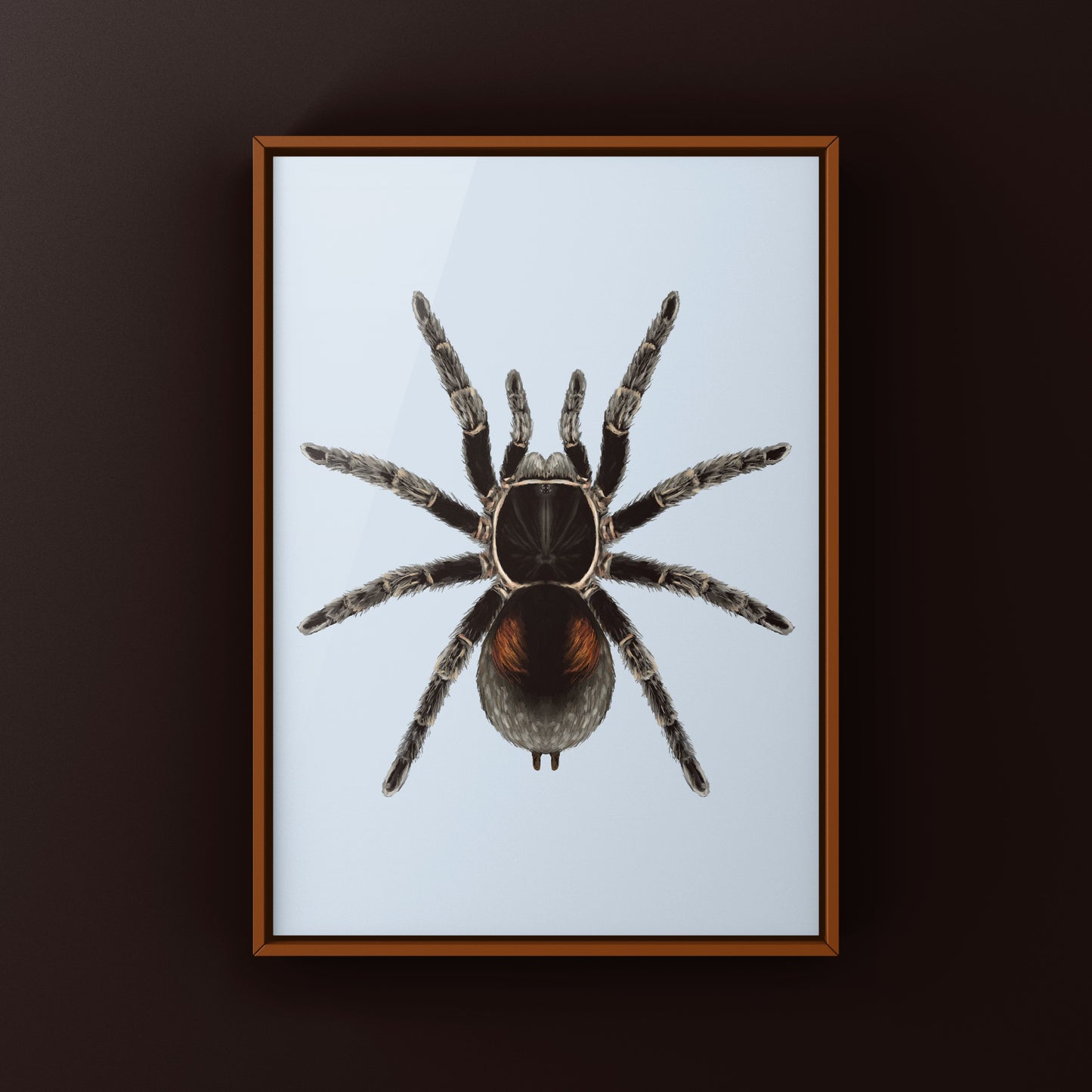 Dwarf Matuskai Tarantula, Bistriopelma Matuskai, Photographic Art Print from The Silk Ranch