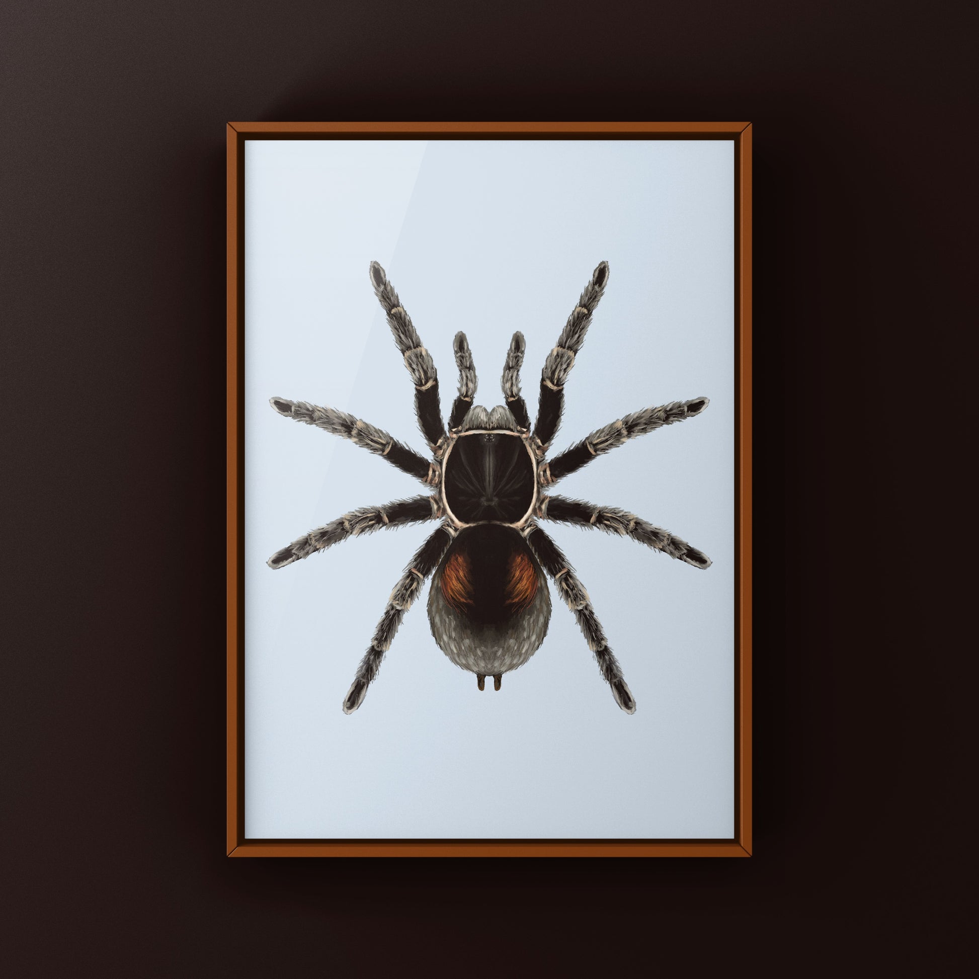 Dwarf Matuskai Tarantula, Bistriopelma Matuskai, Photographic Art Print from The Silk Ranch