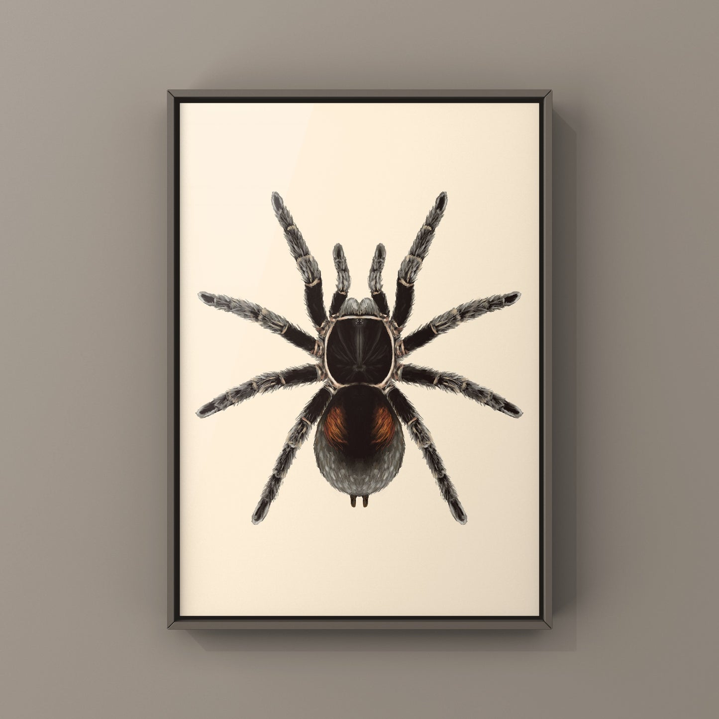 Dwarf Matuskai Tarantula, Bistriopelma Matuskai, Photographic Art Print from The Silk Ranch