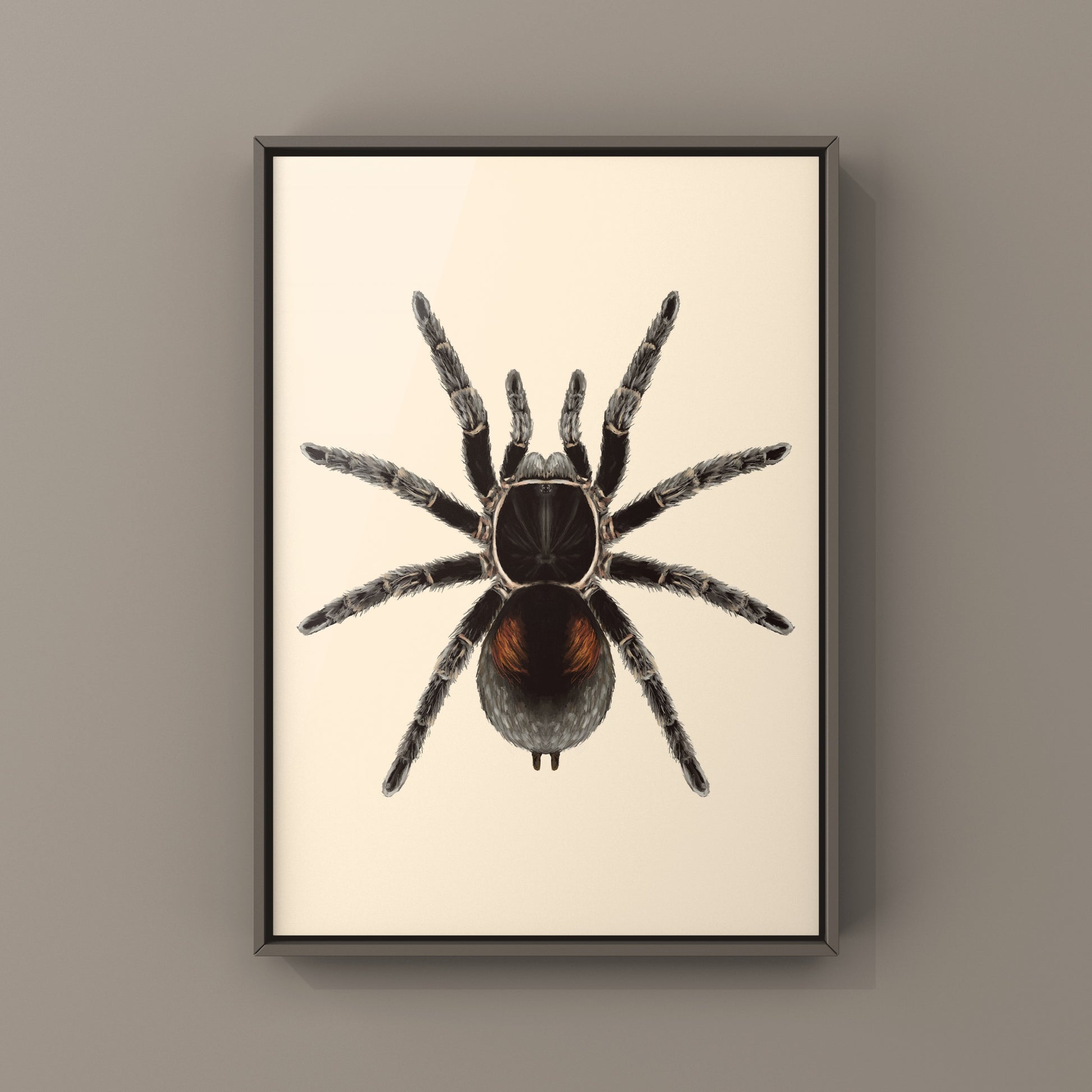 Dwarf Matuskai Tarantula, Bistriopelma Matuskai, Photographic Art Print from The Silk Ranch