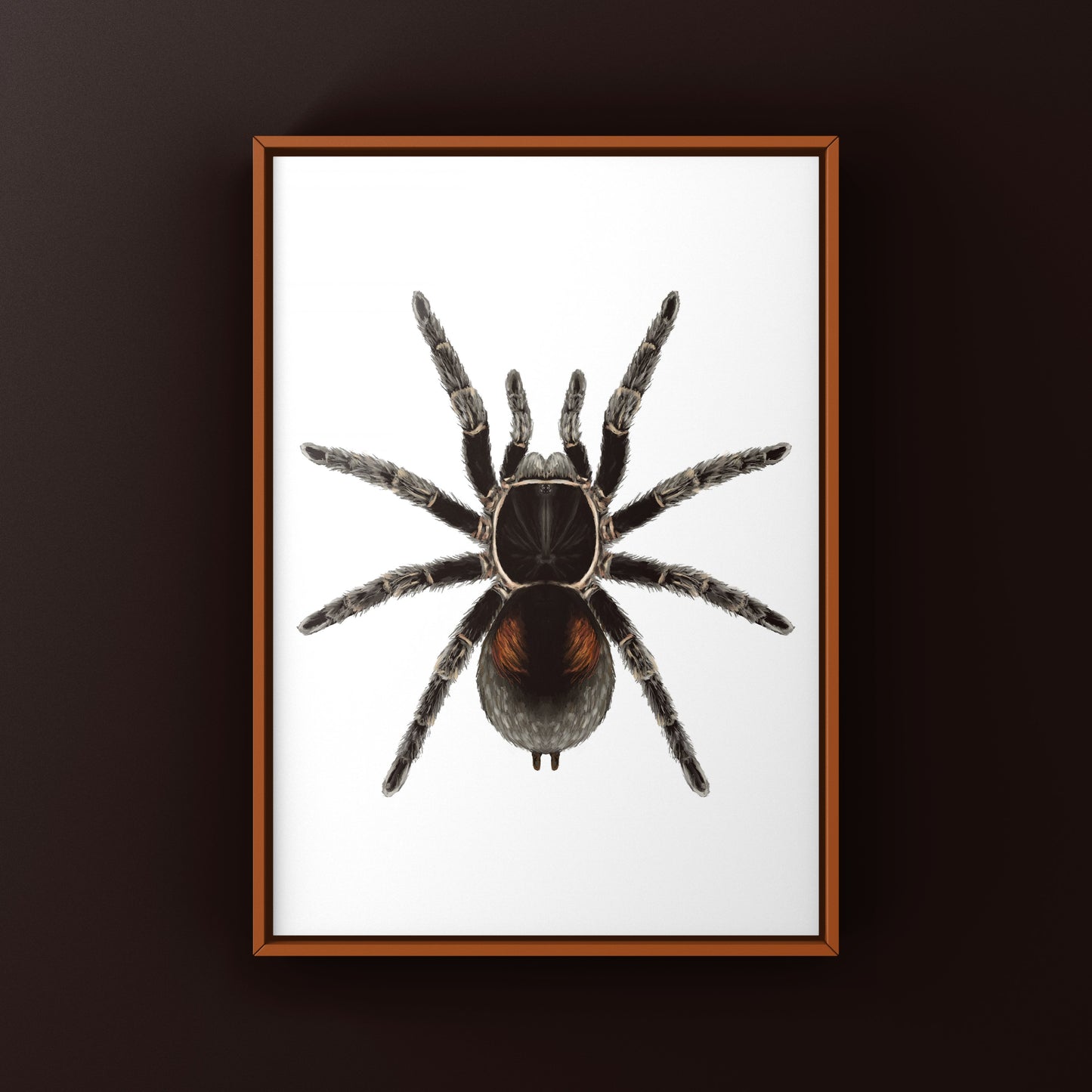 Dwarf Matuskai Tarantula, Bistriopelma Matuskai, Photographic Art Print from The Silk Ranch