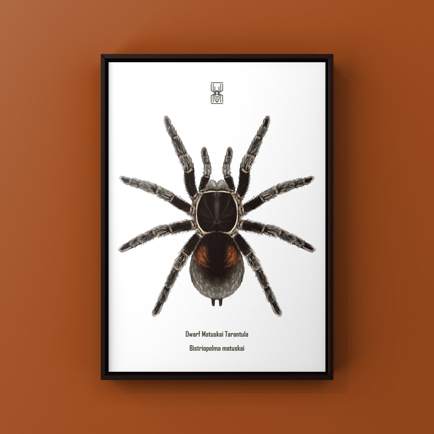Dwarf Matuskai Tarantula, Bistriopelma Matuskai, Photographic Art Print from The Silk Ranch