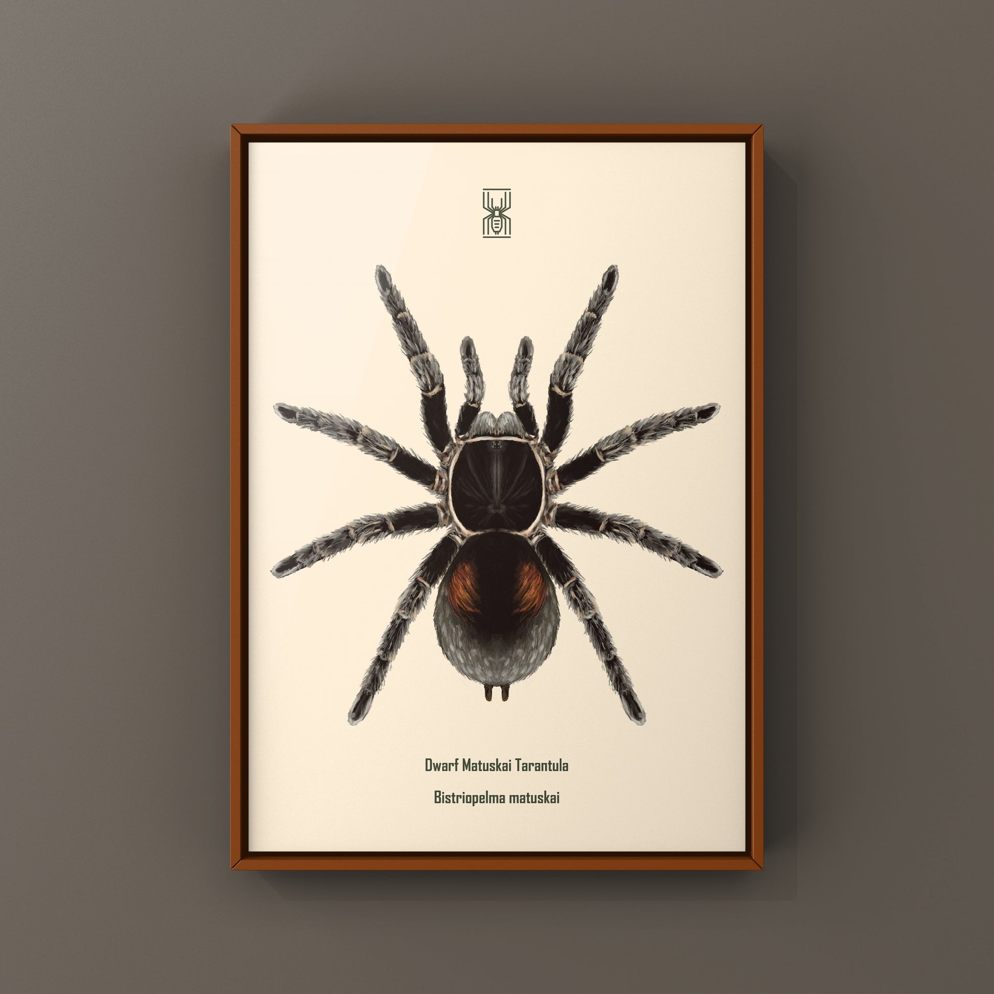 Dwarf Matuskai Tarantula, Bistriopelma Matuskai, Photographic Art Print from The Silk Ranch