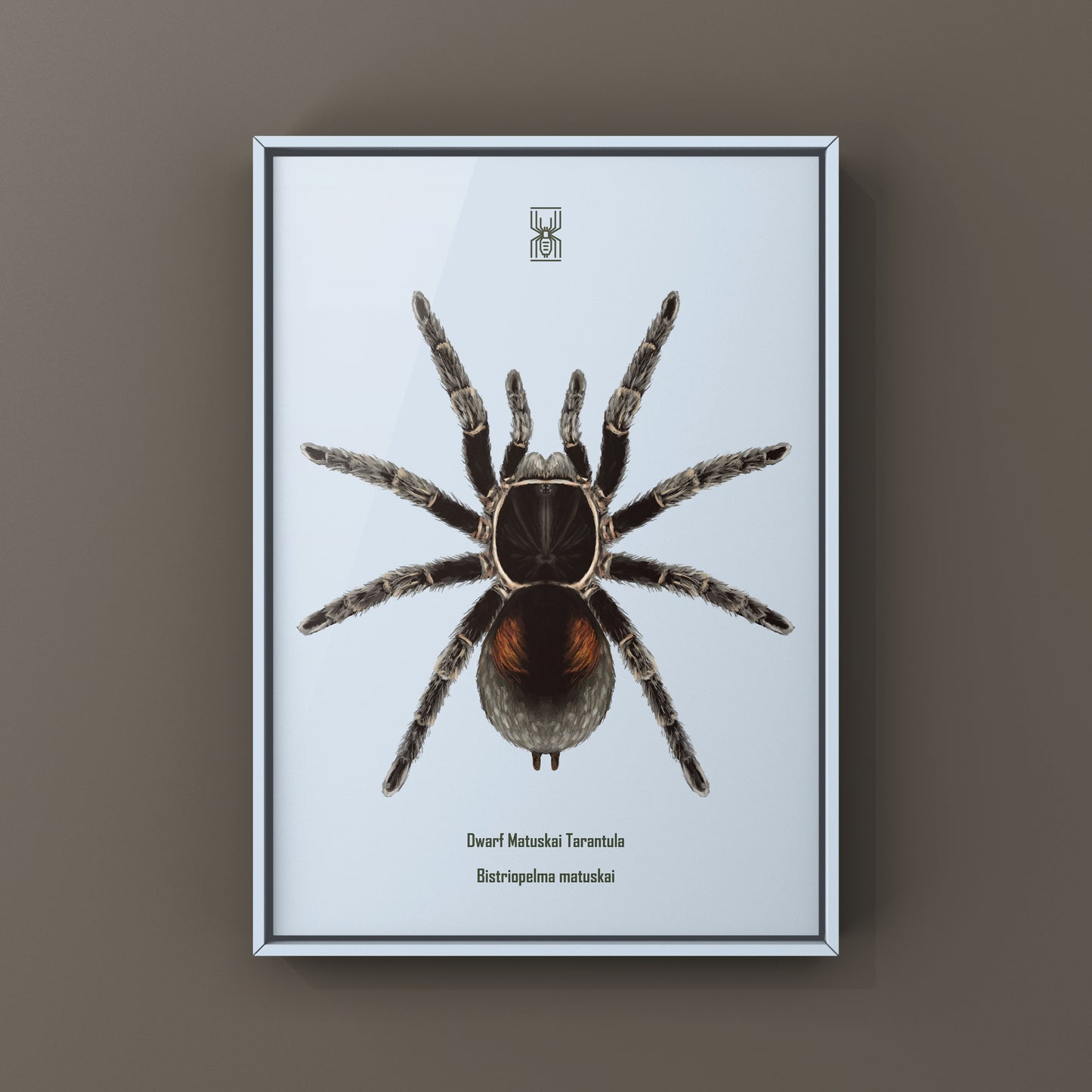 Dwarf Matuskai Tarantula, Bistriopelma Matuskai, Photographic Art Print from The Silk Ranch