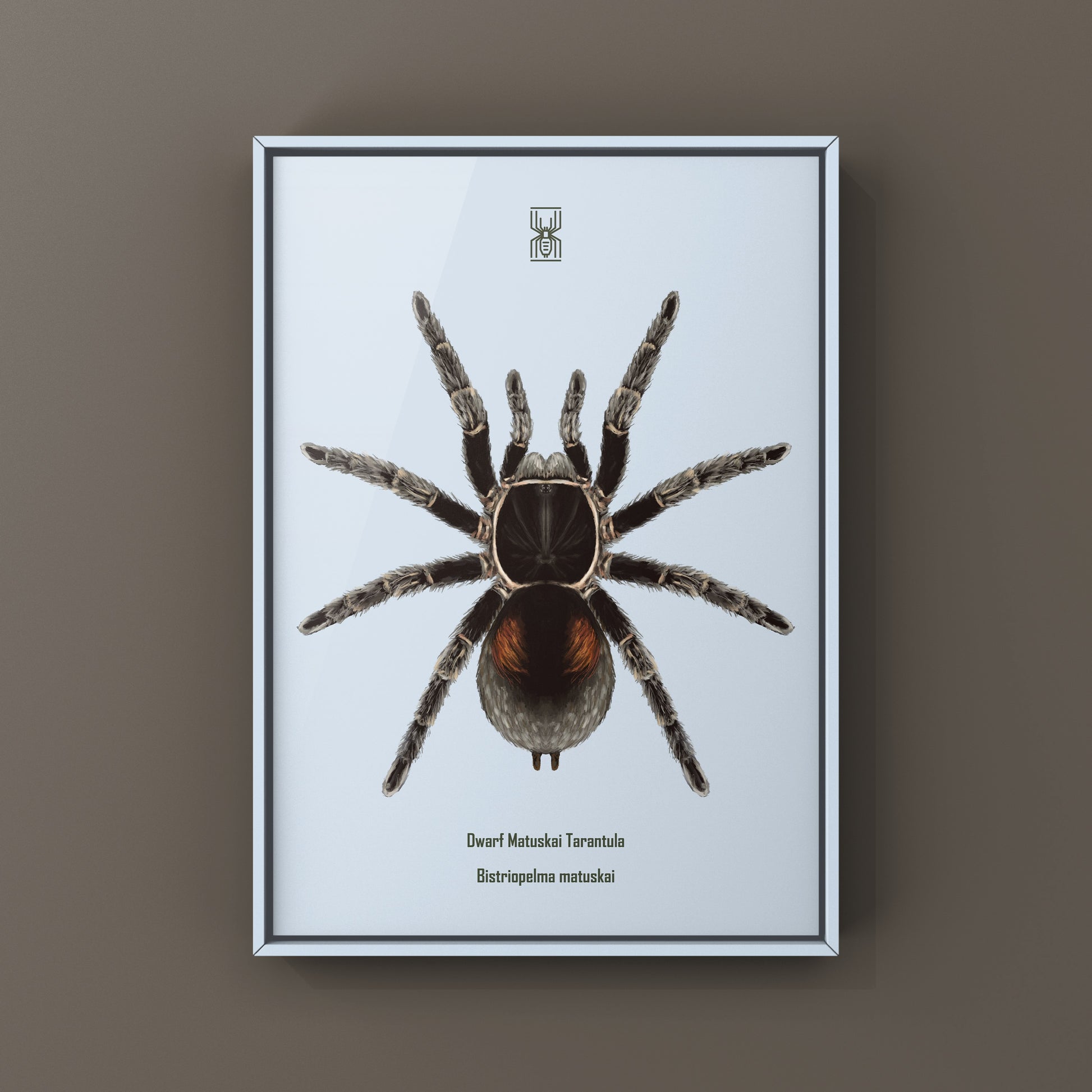 Dwarf Matuskai Tarantula, Bistriopelma Matuskai, Photographic Art Print from The Silk Ranch