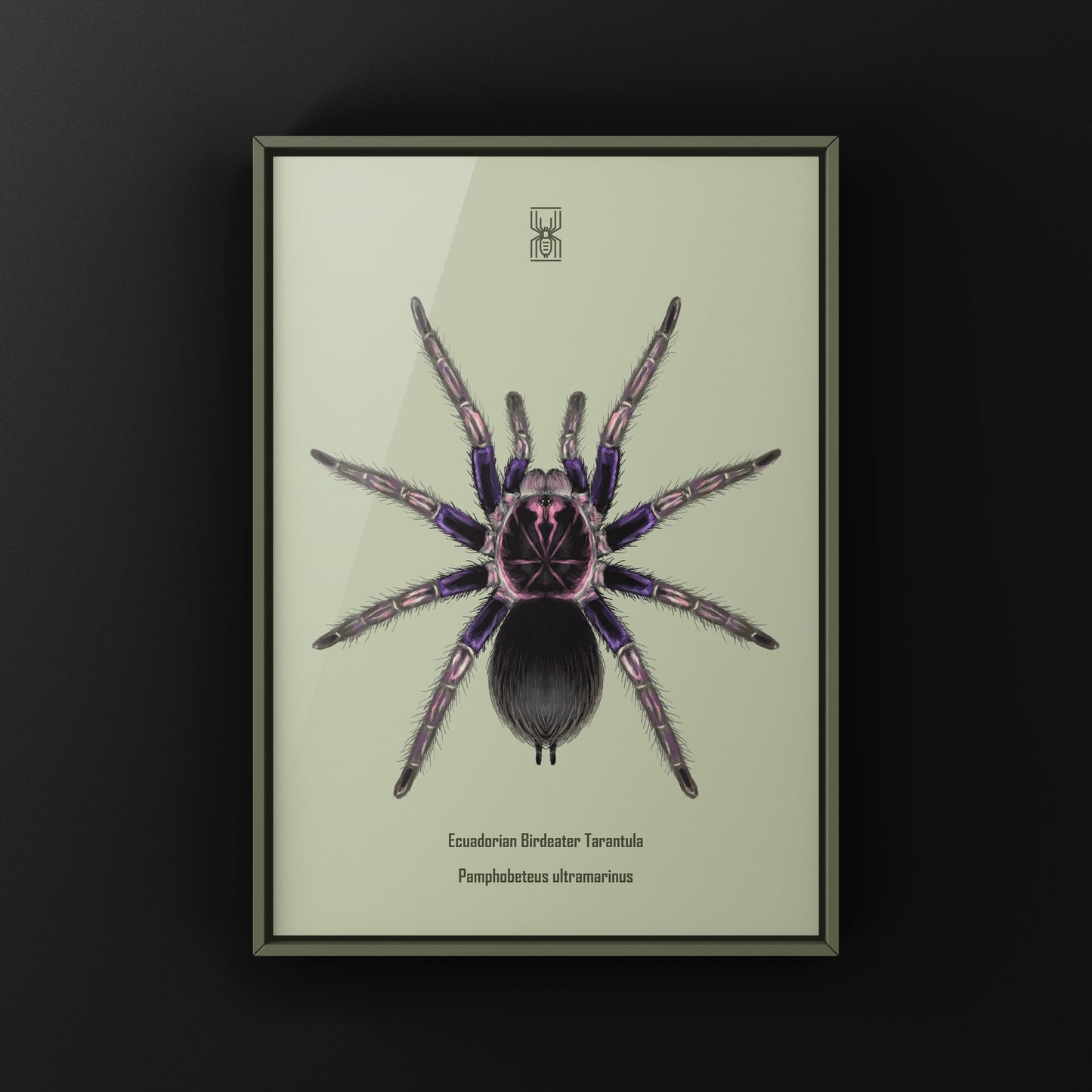 Ecuadorian Birdeater Tarantula, Pamphobeteus Ultramarinus, Photographic Art Print from The Silk Ranch