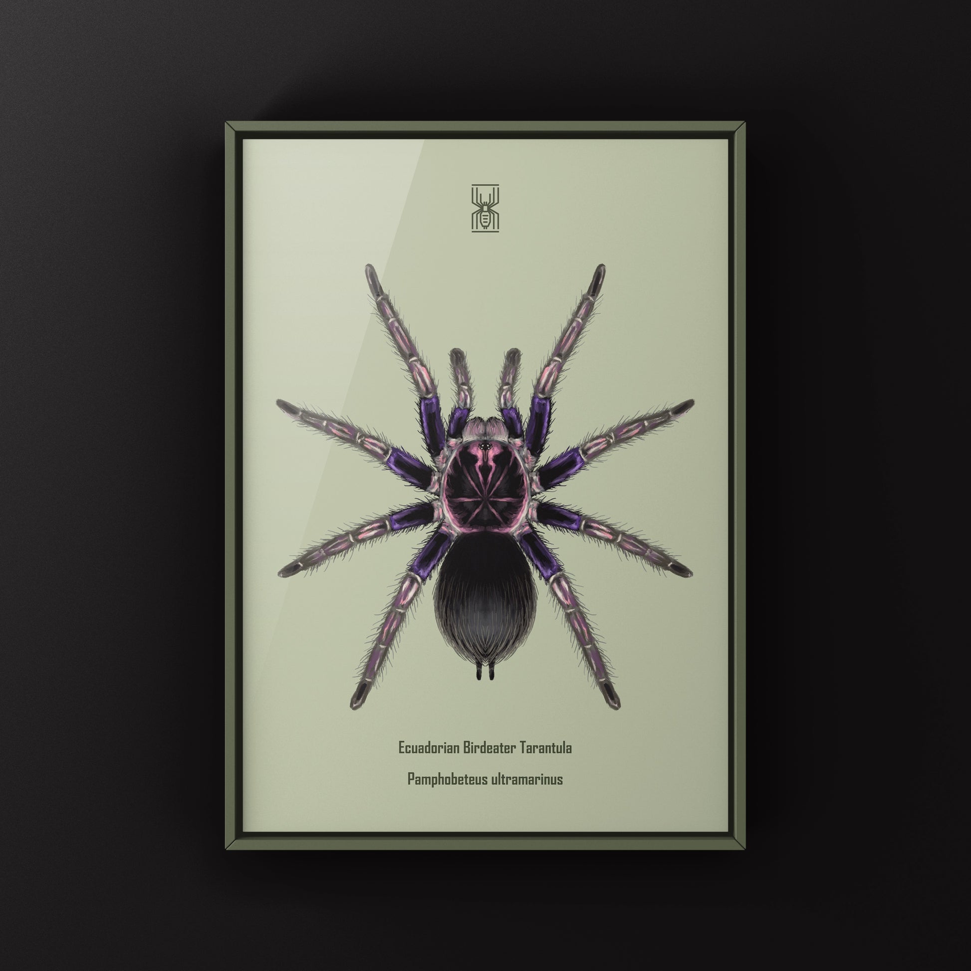 Ecuadorian Birdeater Tarantula, Pamphobeteus Ultramarinus, Photographic Art Print from The Silk Ranch