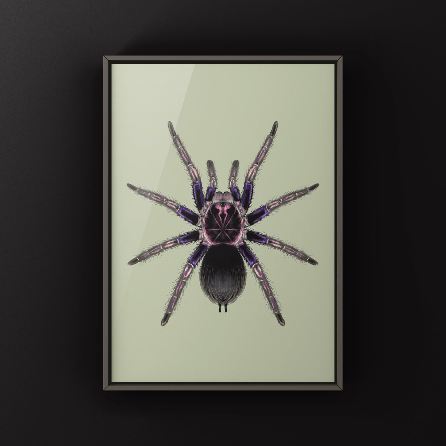 Ecuadorian Birdeater Tarantula, Pamphobeteus Ultramarinus, Photographic Art Print from The Silk Ranch