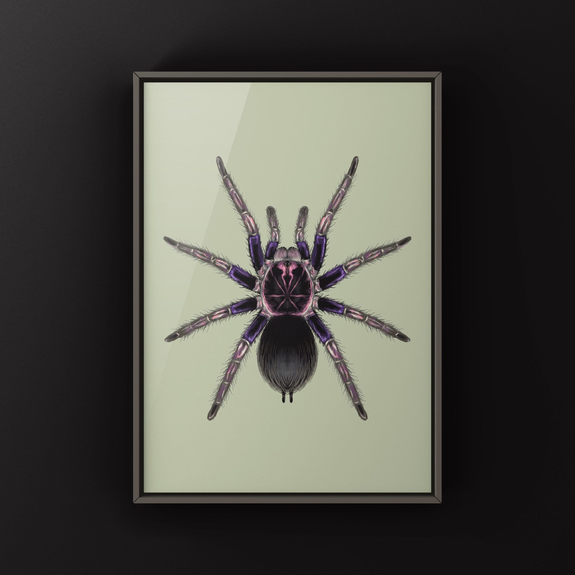 Ecuadorian Birdeater Tarantula, Pamphobeteus Ultramarinus, Photographic Art Print from The Silk Ranch