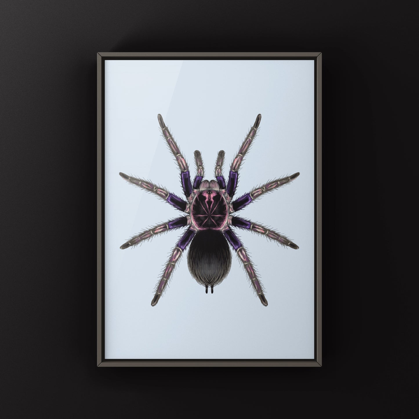 Ecuadorian Birdeater Tarantula, Pamphobeteus Ultramarinus, Photographic Art Print from The Silk Ranch