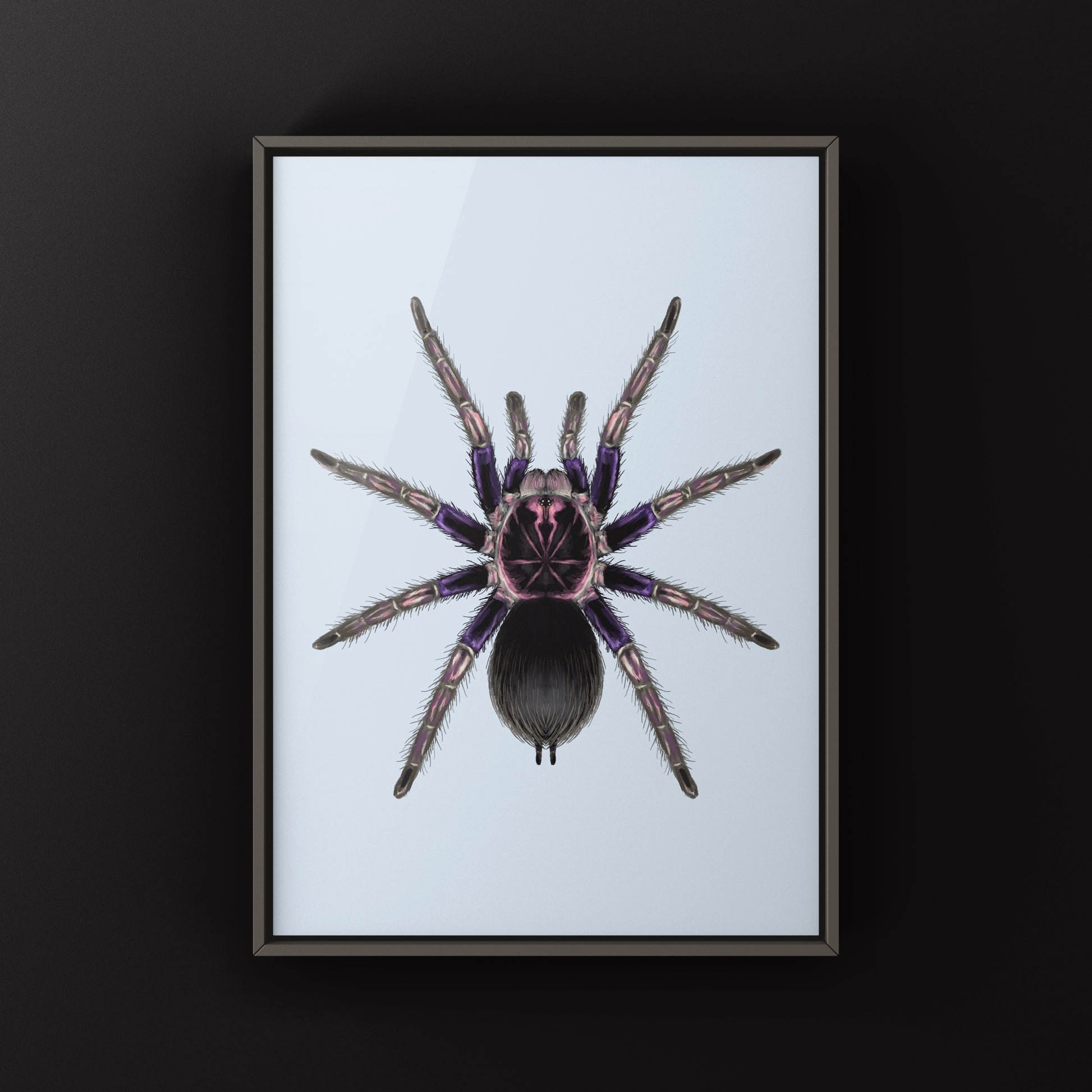 Ecuadorian Birdeater Tarantula, Pamphobeteus Ultramarinus, Photographic Art Print from The Silk Ranch