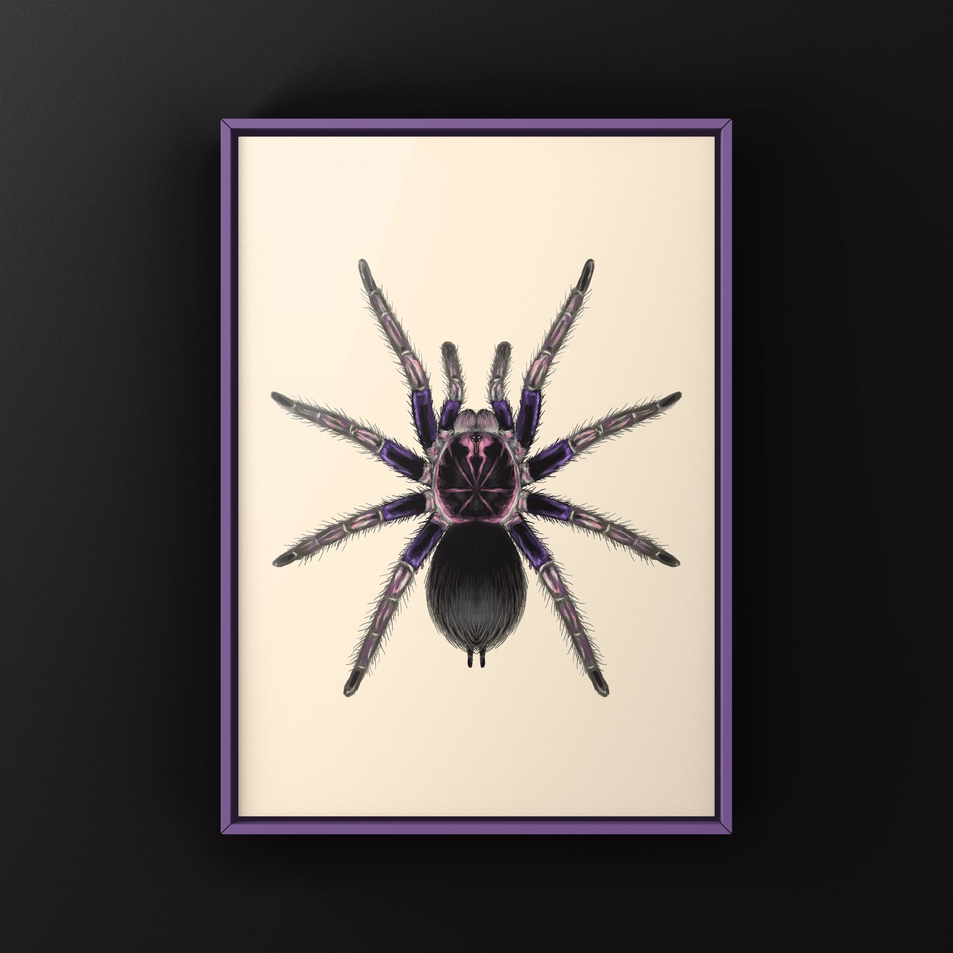Ecuadorian Birdeater Tarantula, Pamphobeteus Ultramarinus, Photographic Art Print from The Silk Ranch
