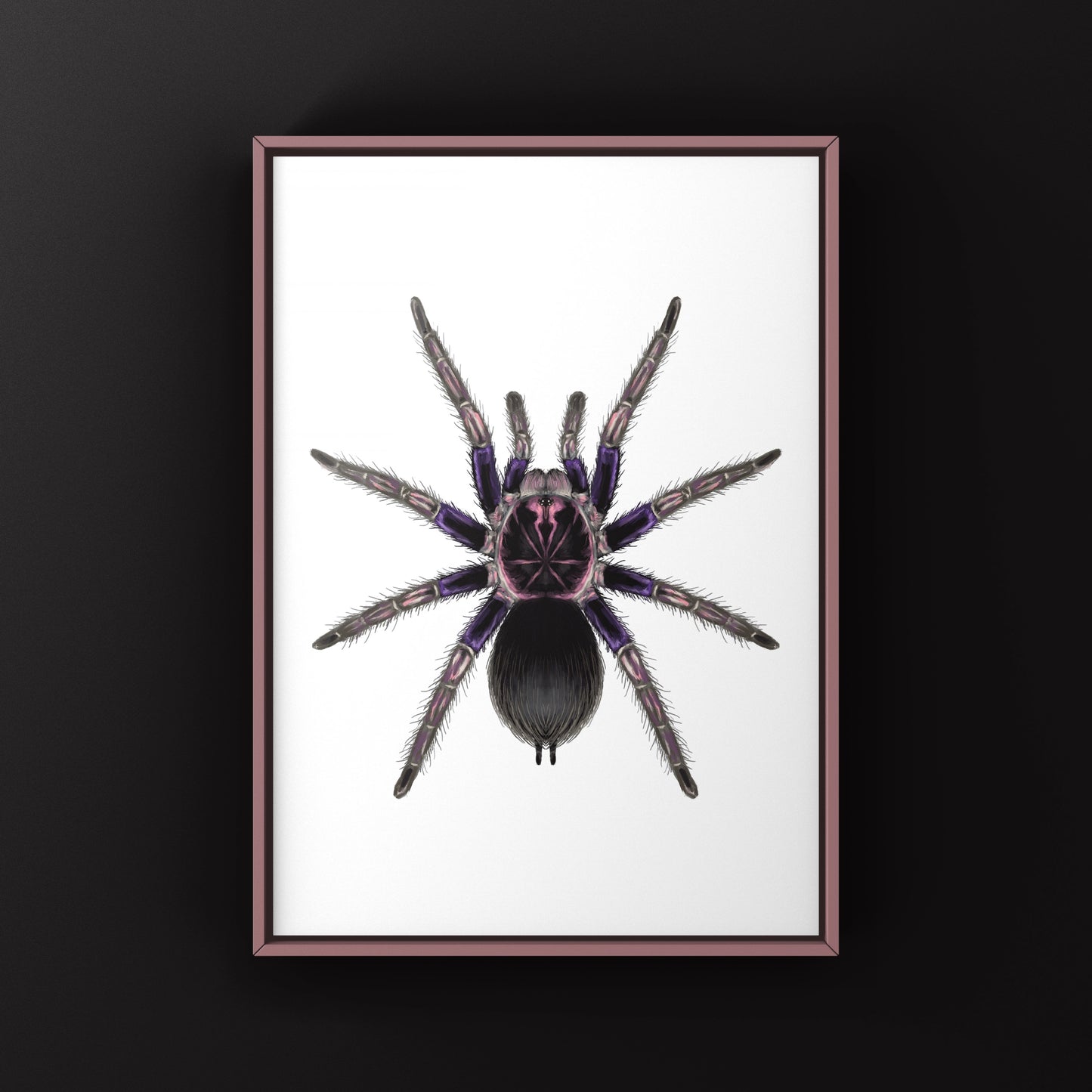 Ecuadorian Birdeater Tarantula, Pamphobeteus Ultramarinus, Photographic Art Print from The Silk Ranch