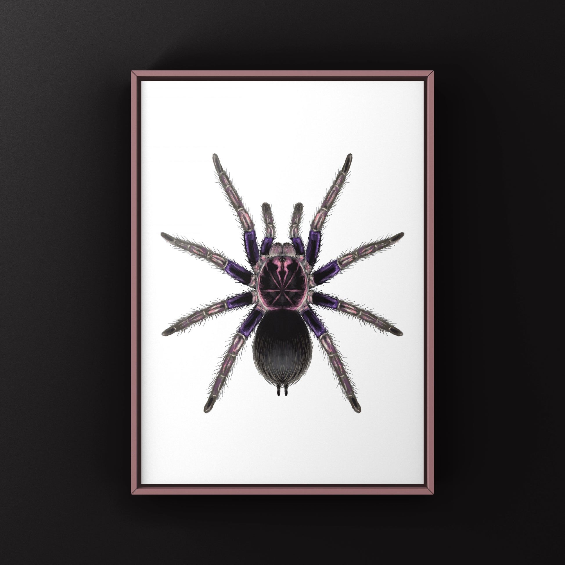 Ecuadorian Birdeater Tarantula, Pamphobeteus Ultramarinus, Photographic Art Print from The Silk Ranch