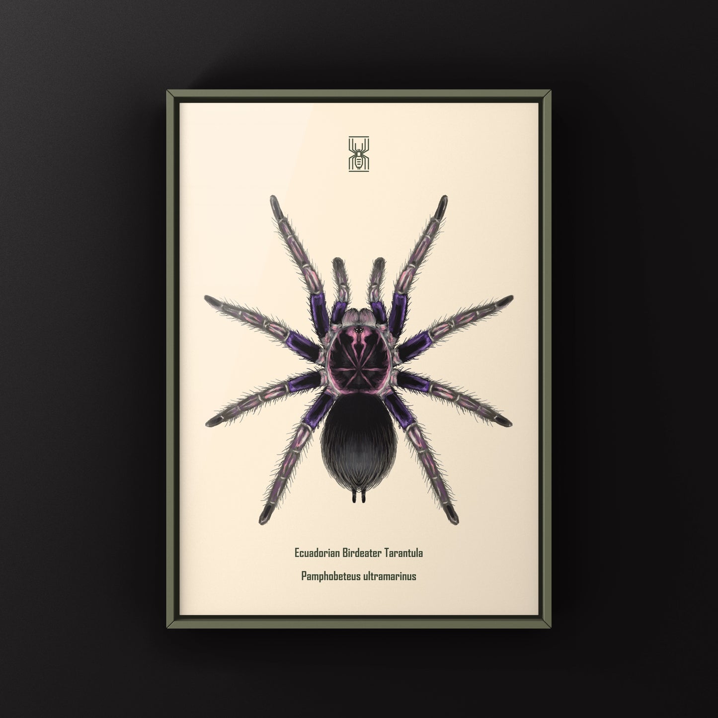 Ecuadorian Birdeater Tarantula, Pamphobeteus Ultramarinus, Photographic Art Print from The Silk Ranch