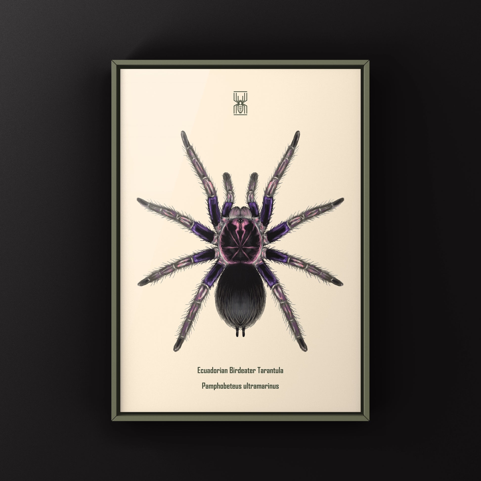 Ecuadorian Birdeater Tarantula, Pamphobeteus Ultramarinus, Photographic Art Print from The Silk Ranch